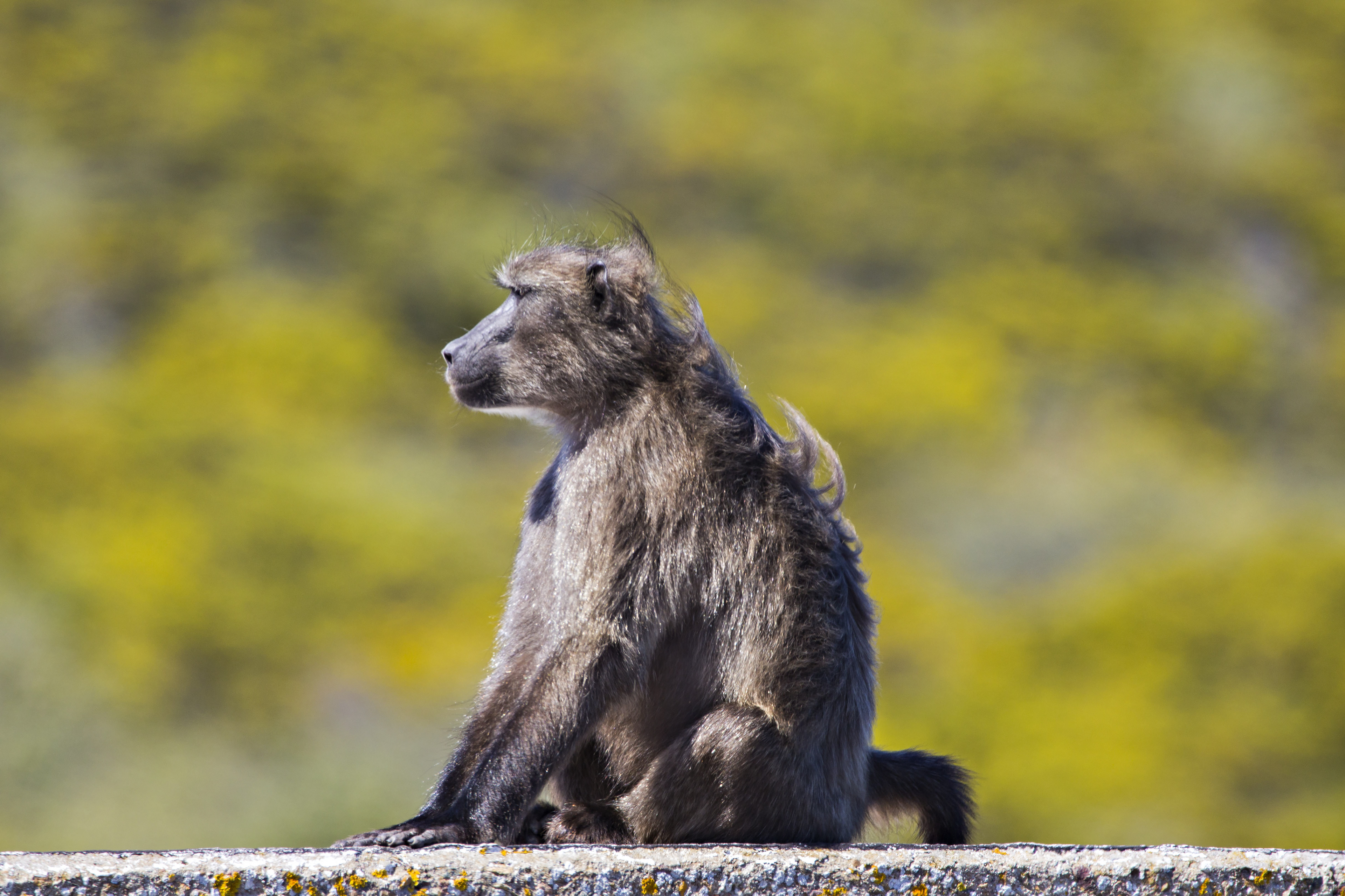 Baboon, Cape Point National Park