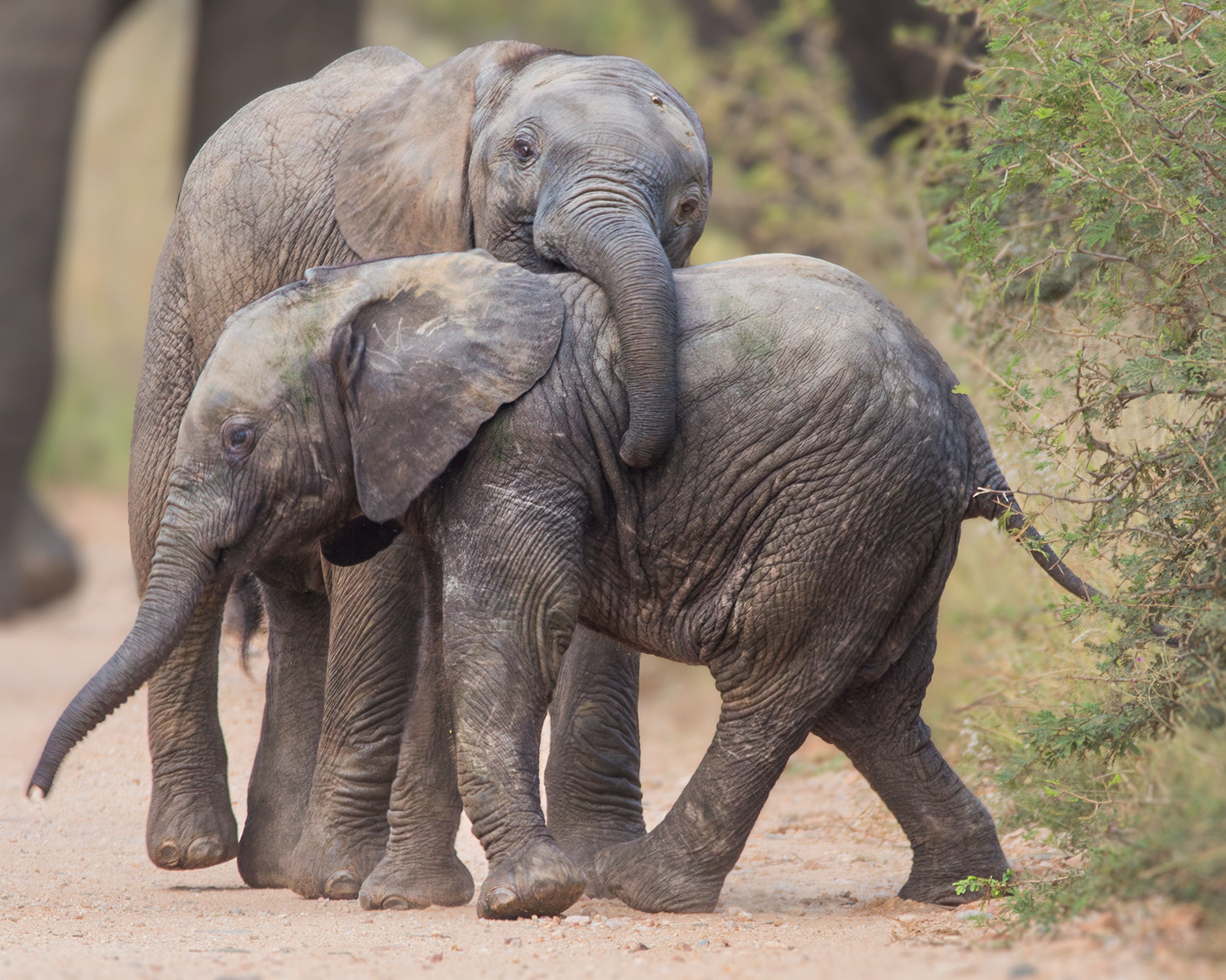 Baby Elephants, Kruger National Park