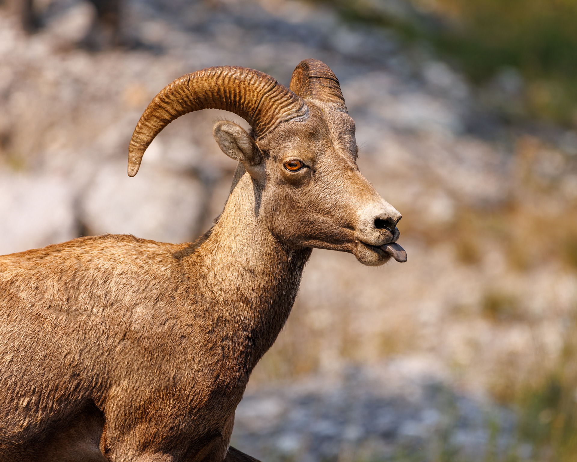 Big Horn Sheep, Banff National Park