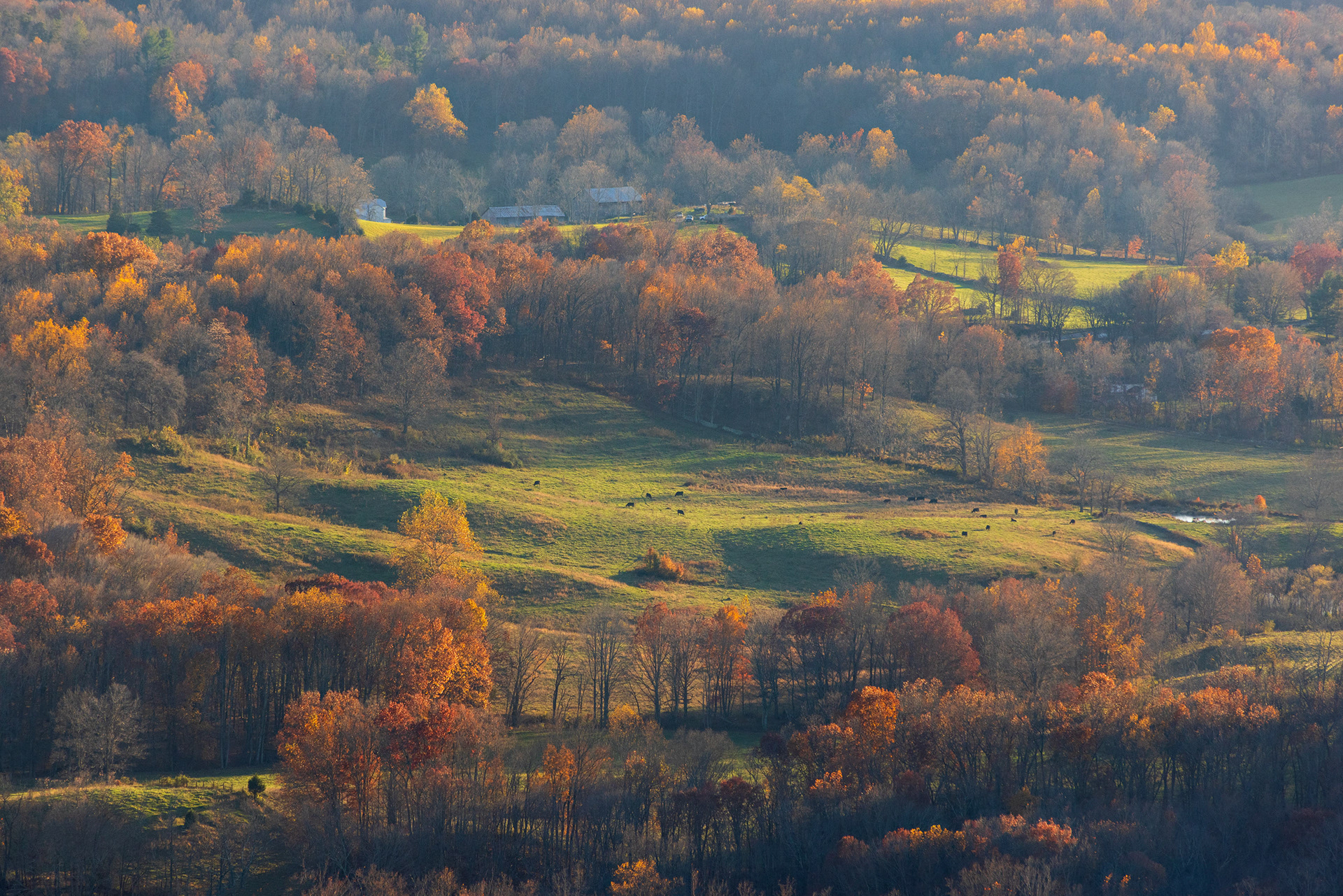 Cows in the Shenandoah Valley