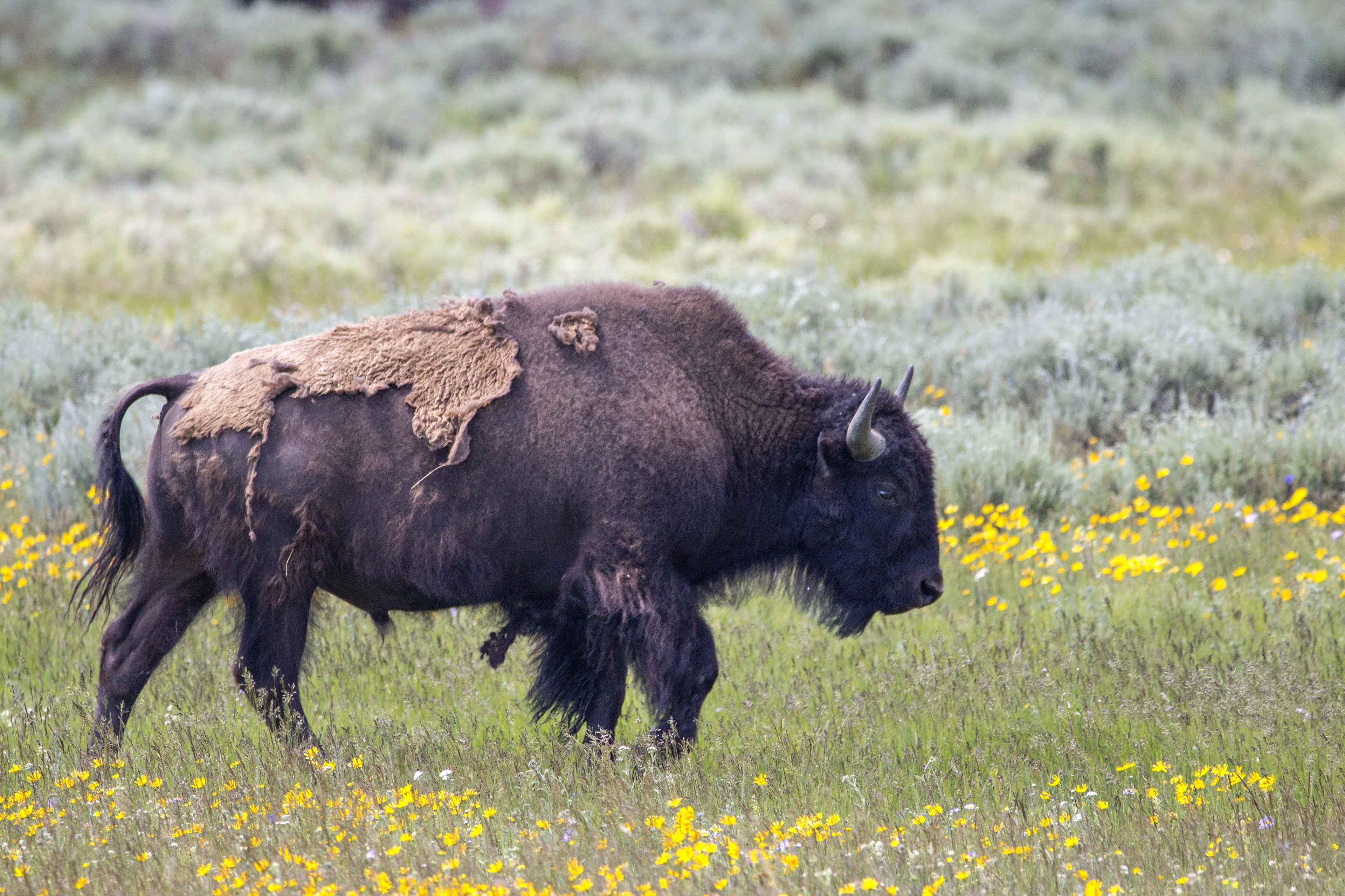 Bison, Yellowstone National Park