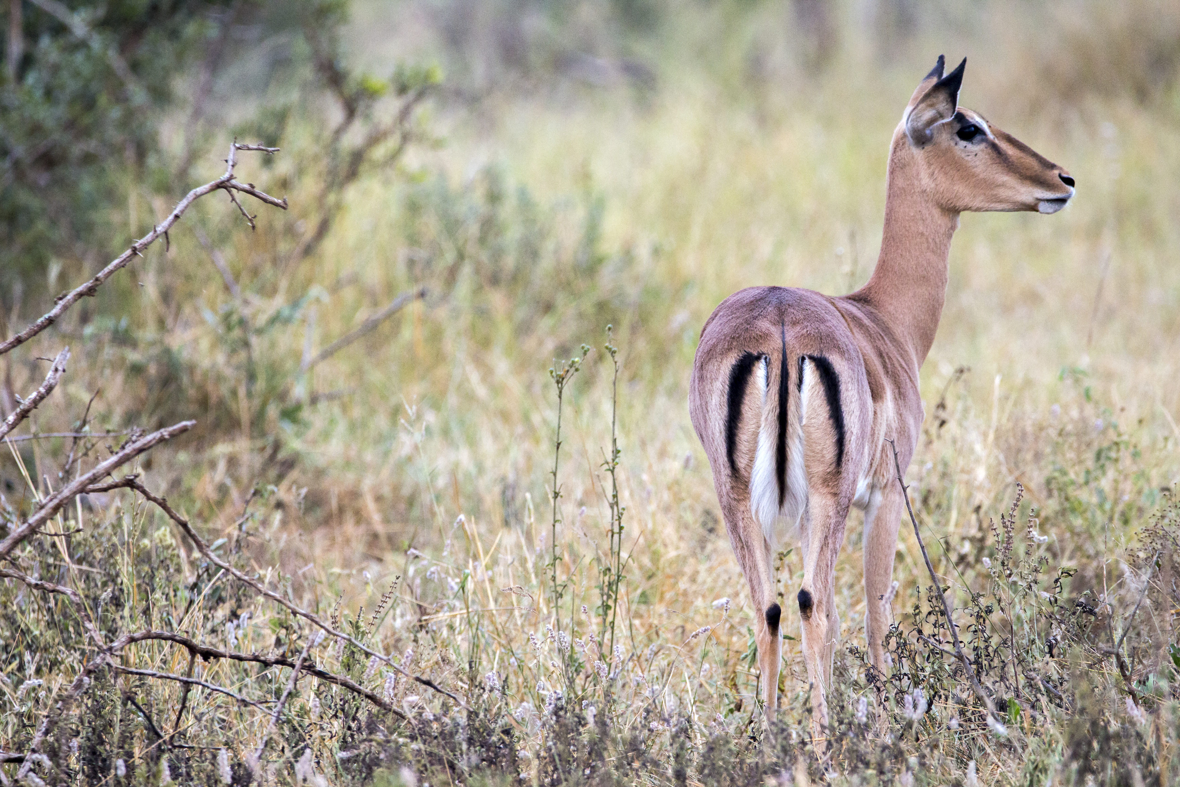 Impala, Kruger National Park