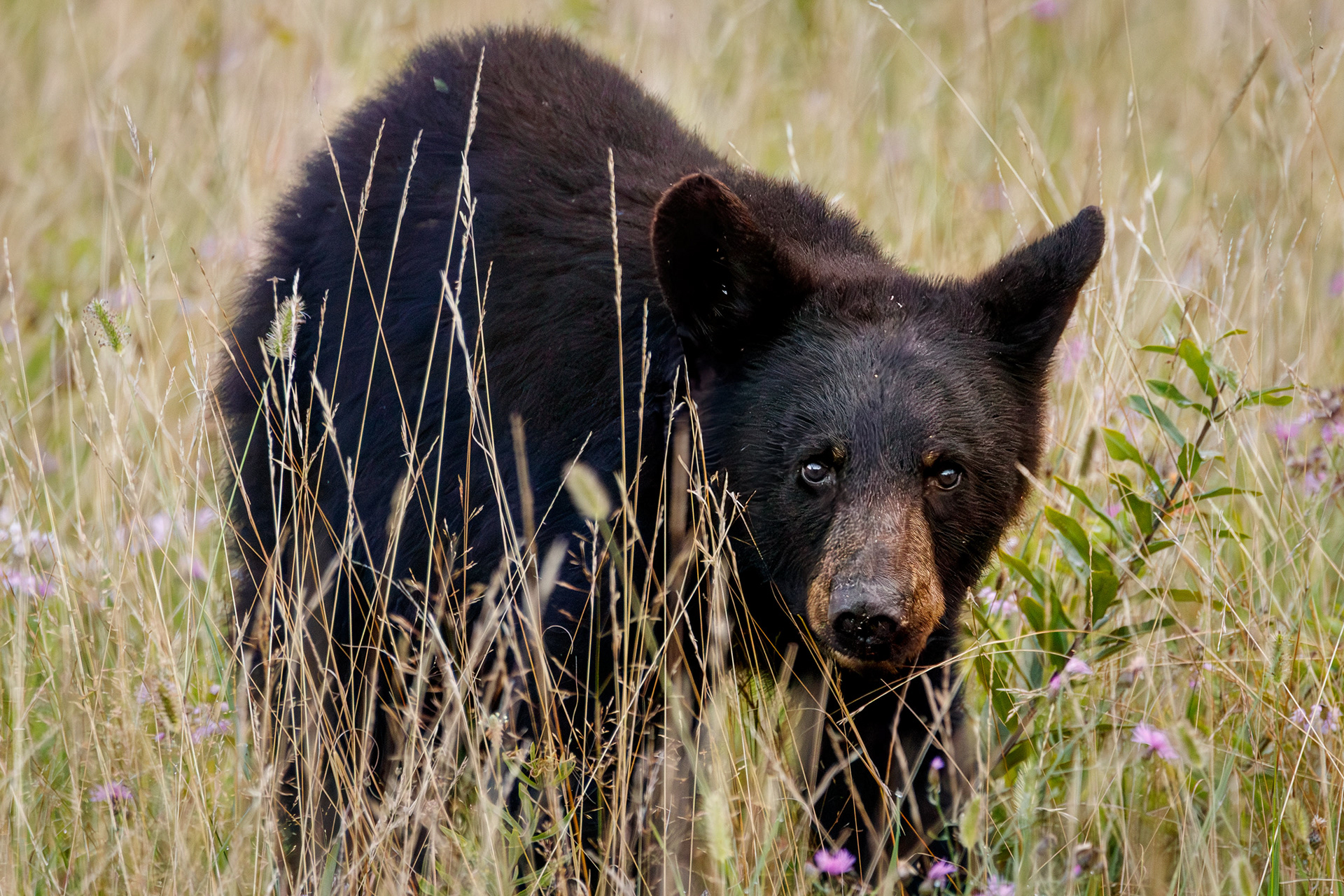 Black Bear, Shenandoah National Park