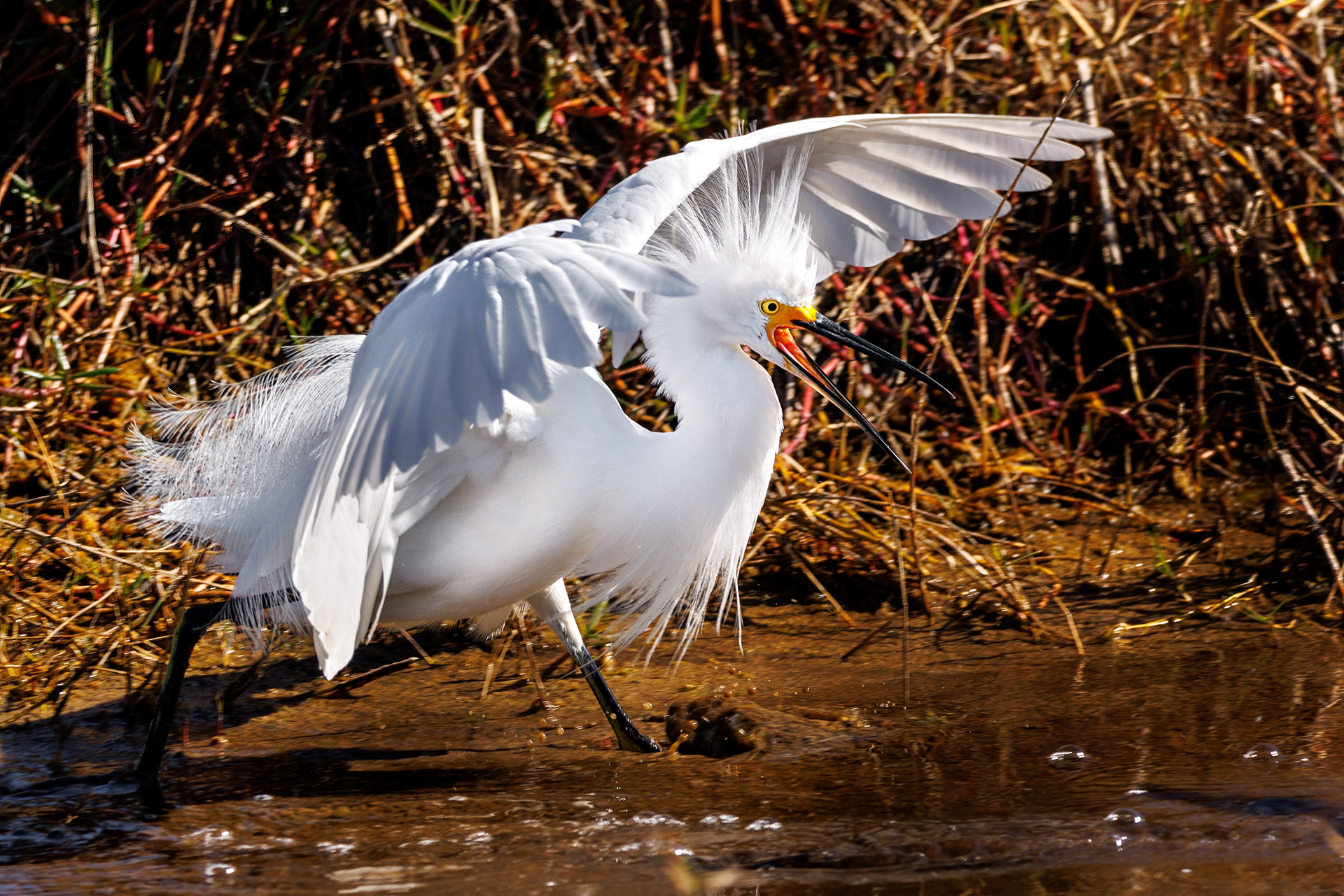 Snowy Egret, Merrit Island NWR