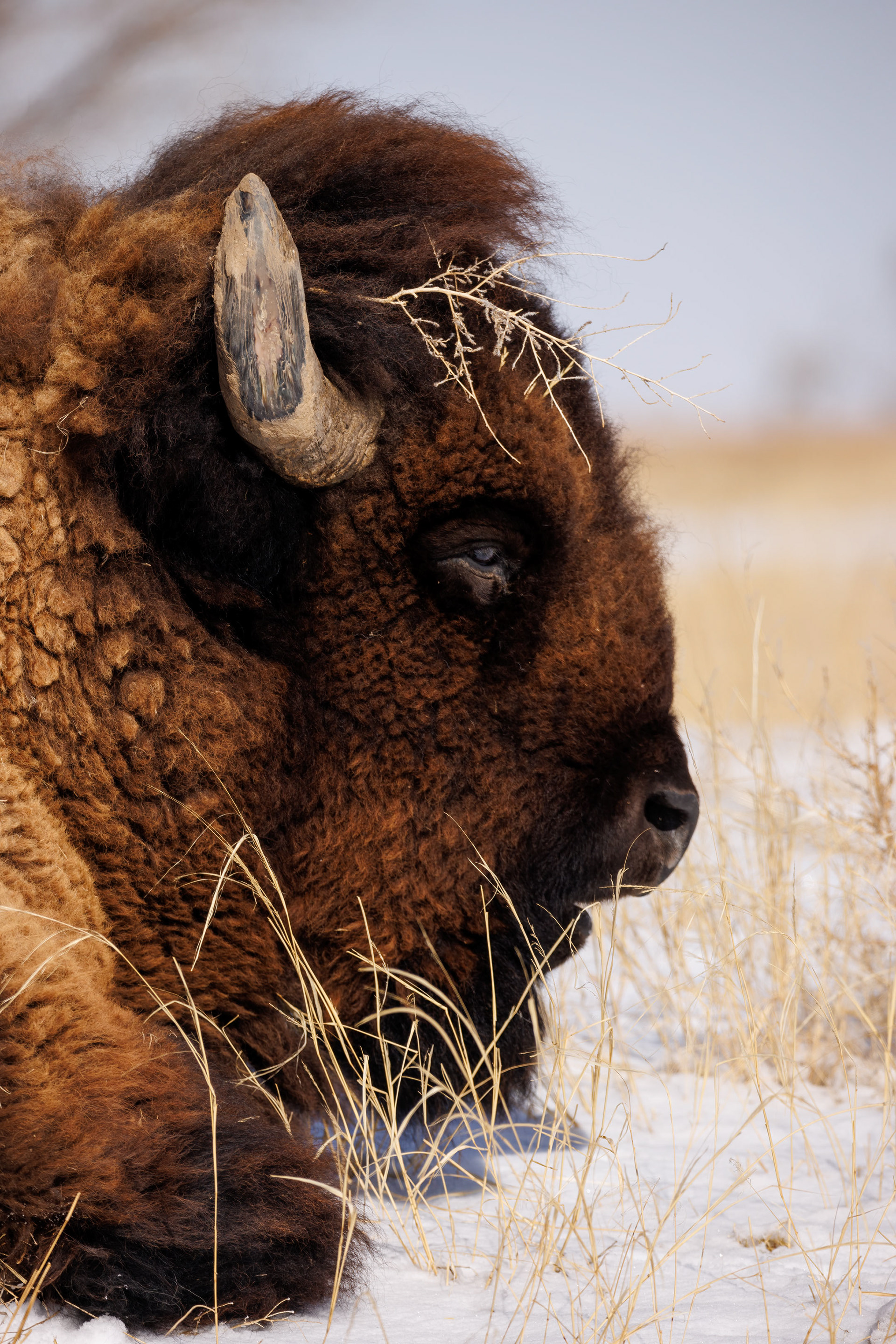 Bison, Rocky Mountain Arsenal NWR