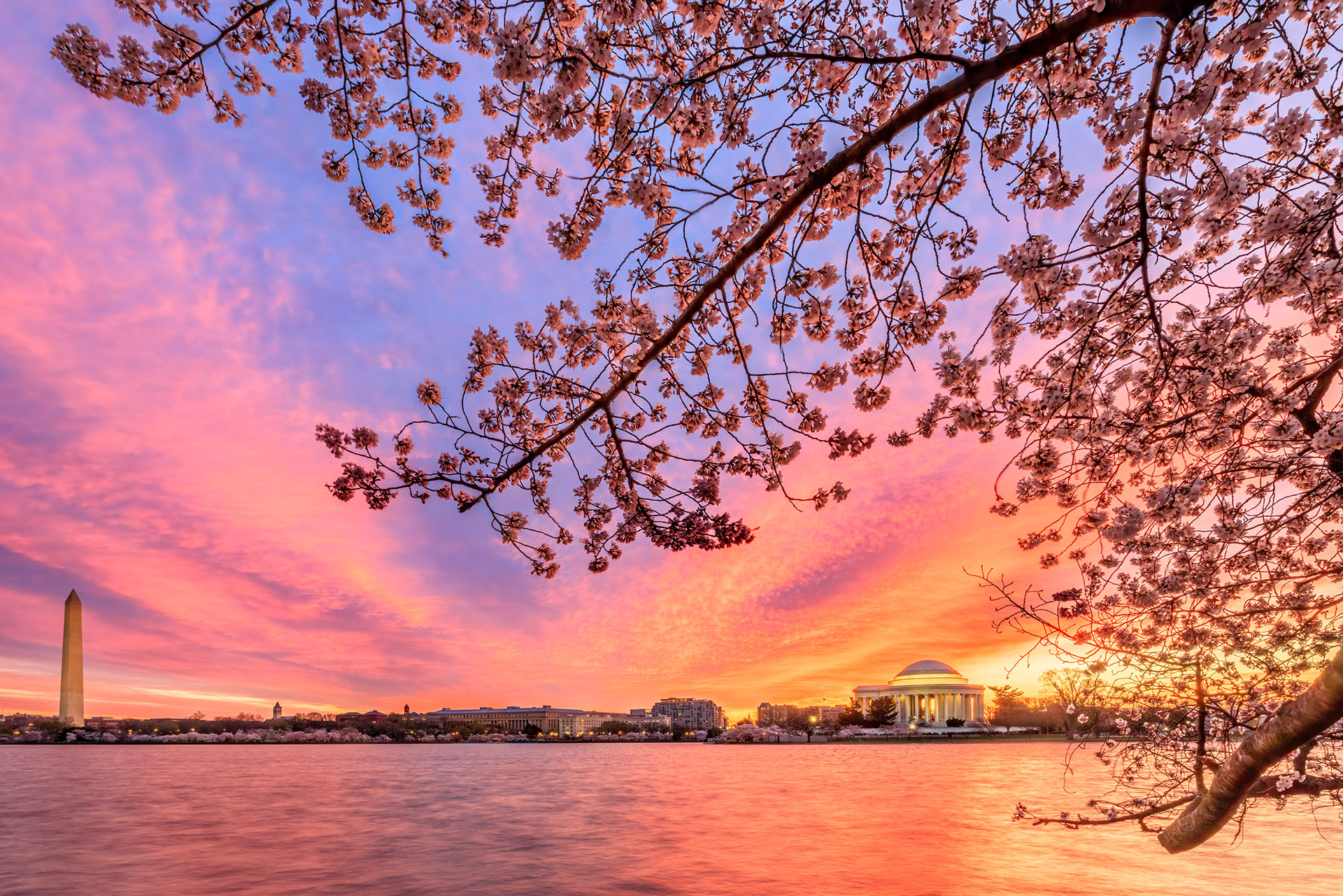 Cherry Blossoms at the Tidal Basin