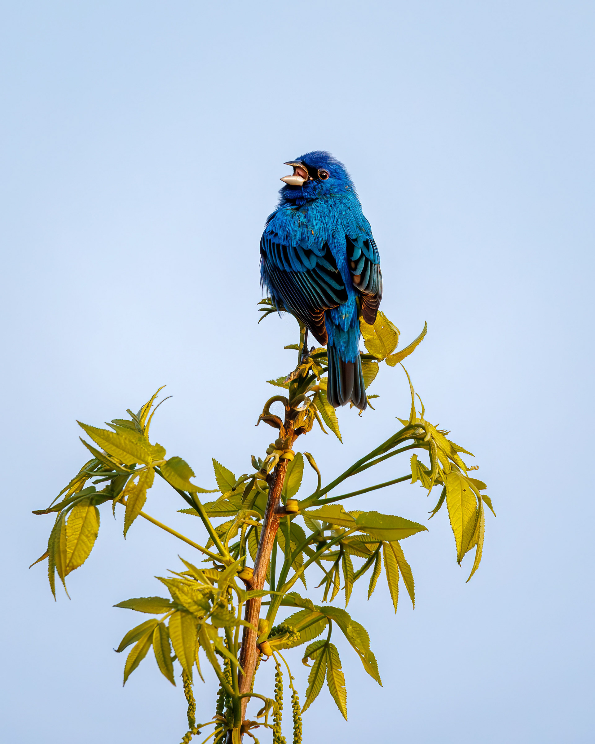 Indigo Bunting, Shenandoah National Park