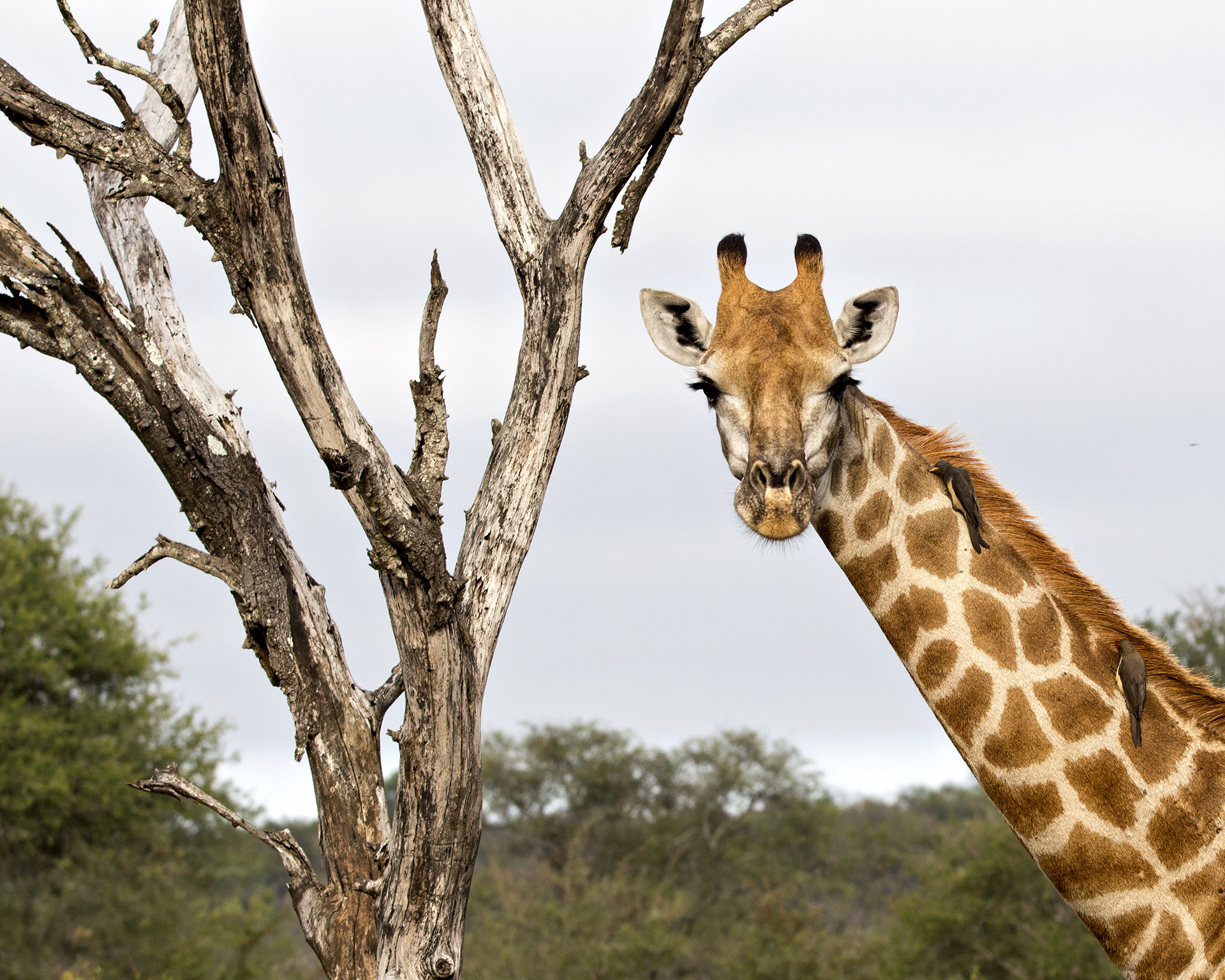 Giraffe, Kruger National Park