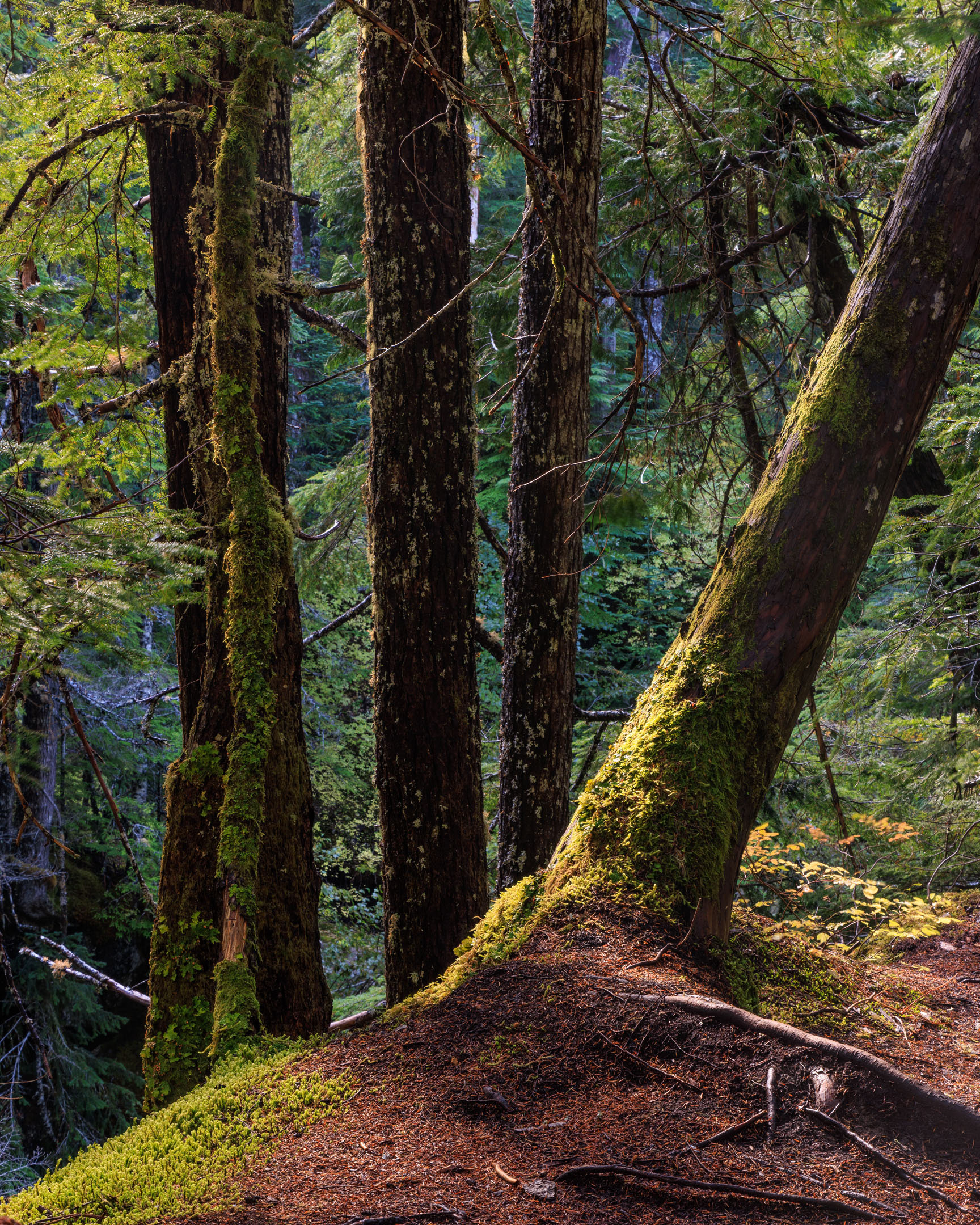 Mount Rainier National Park
