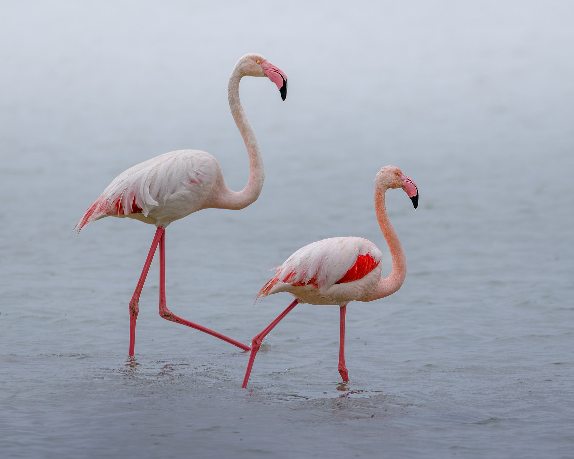 Greater Flamingo, Camargue, France