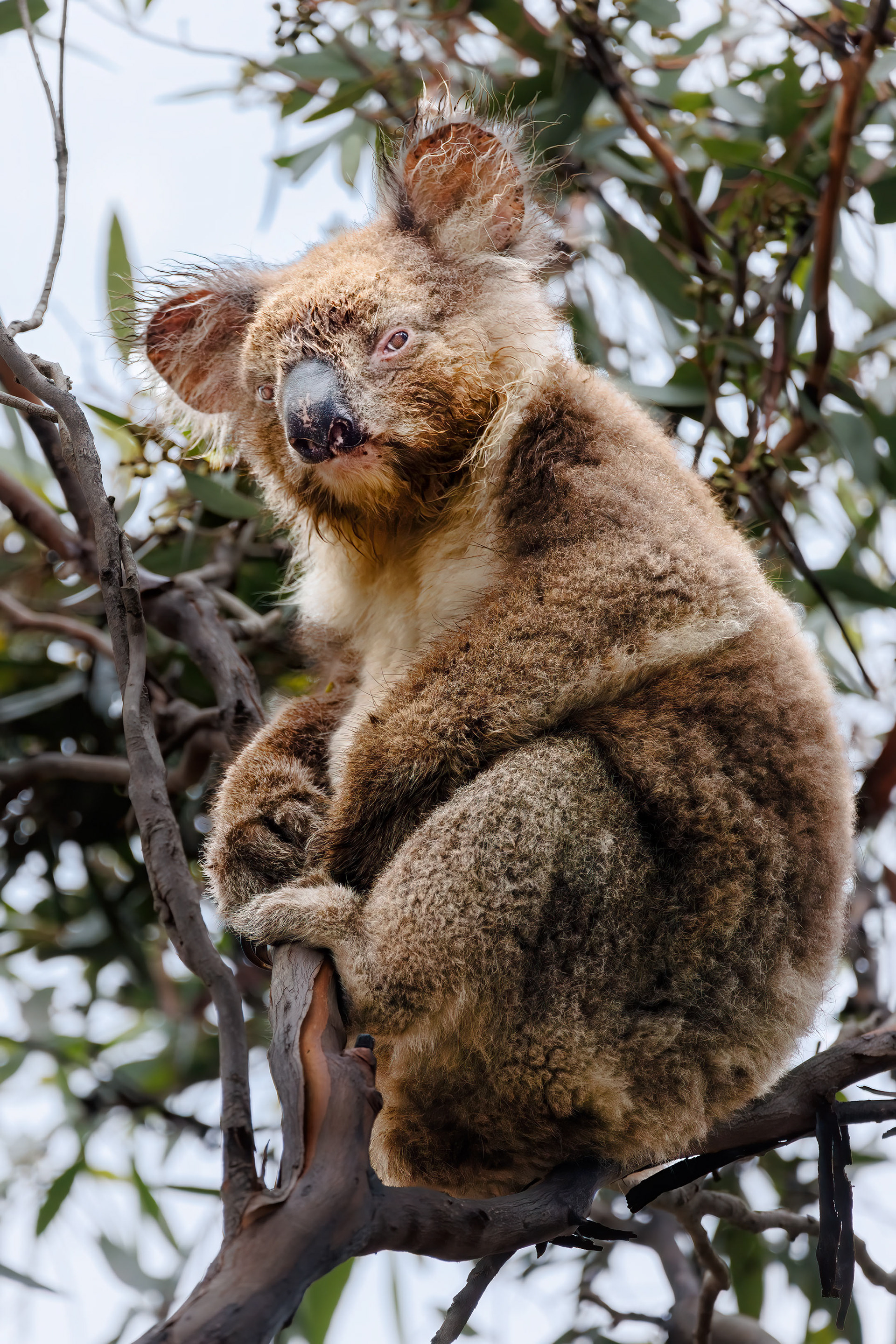 Koala, Kangaroo Island, Australia