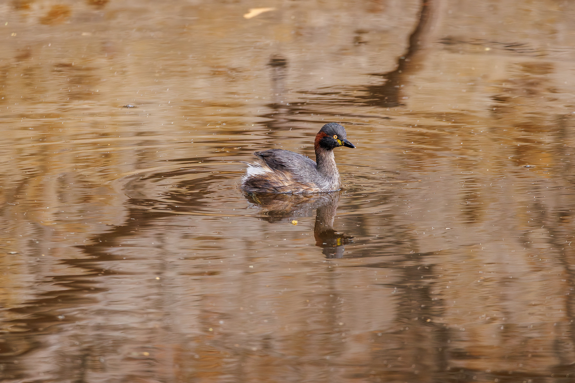 Australasian grebe, Flinders Chase National Park, Australia