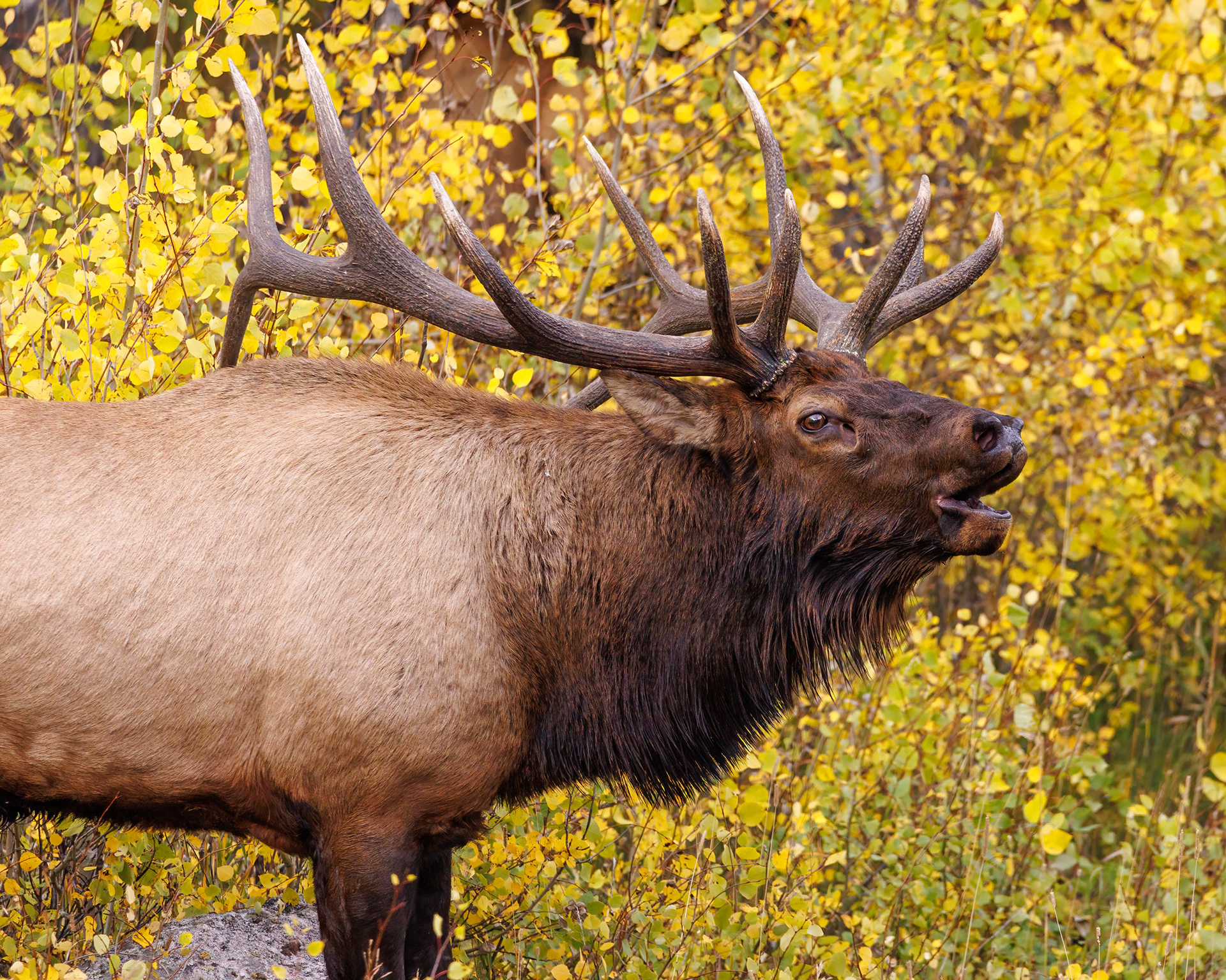 Bull Elk Bugling, Rocky Mountain National Park