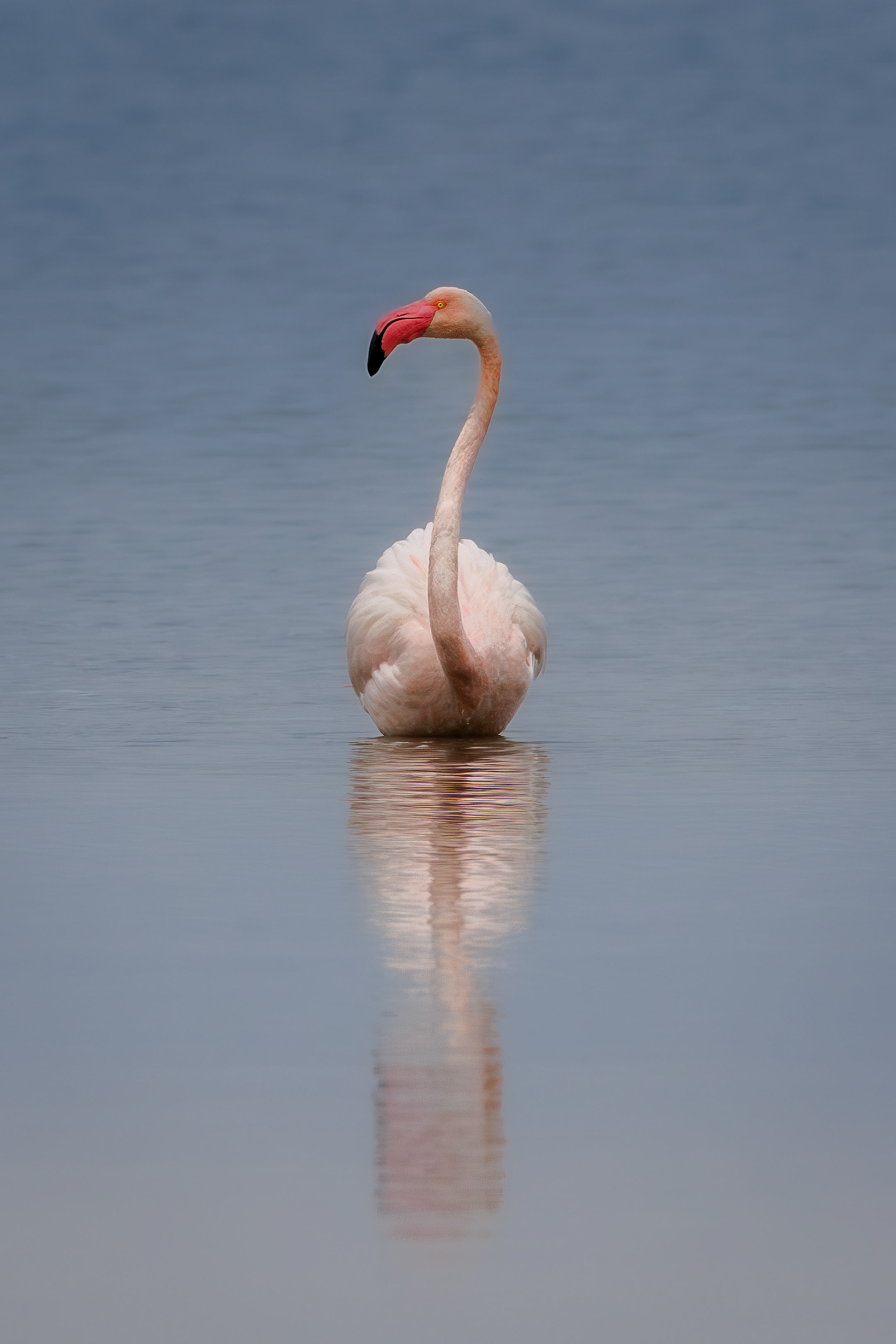 Greater Flamingo, Camargue, France