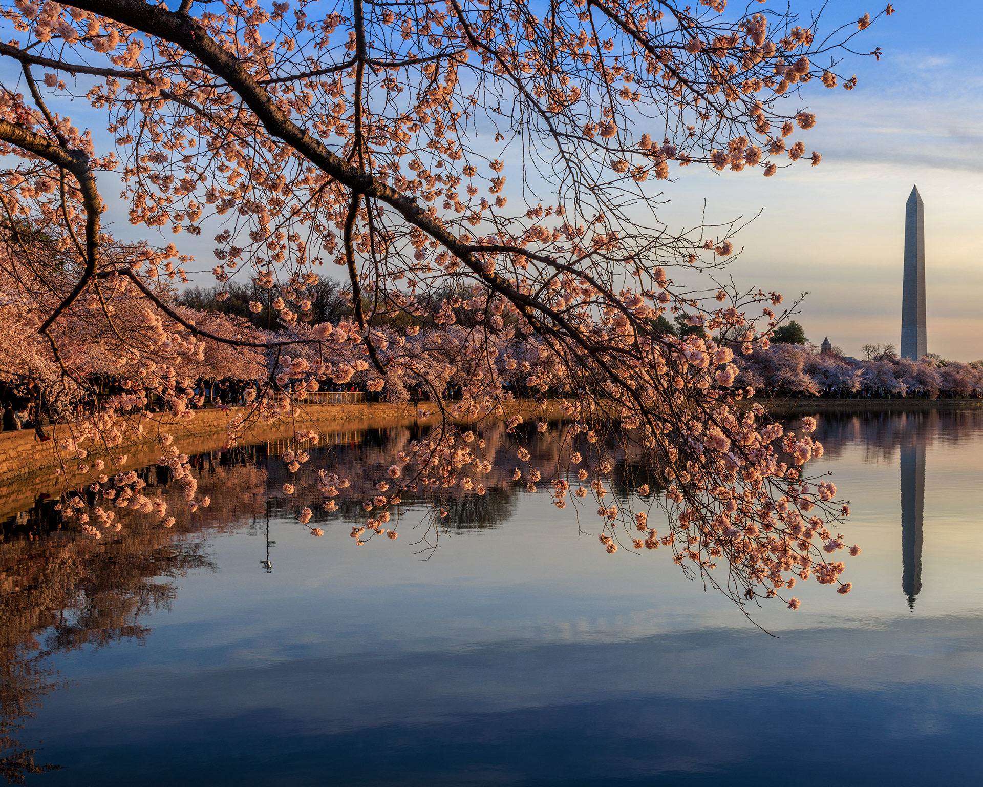 Cherry Blossoms at the Tidal Basin, Washington, DC