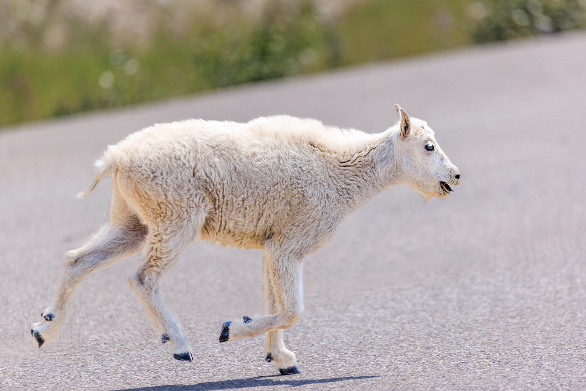 Mountain Goat, Jasper National Park