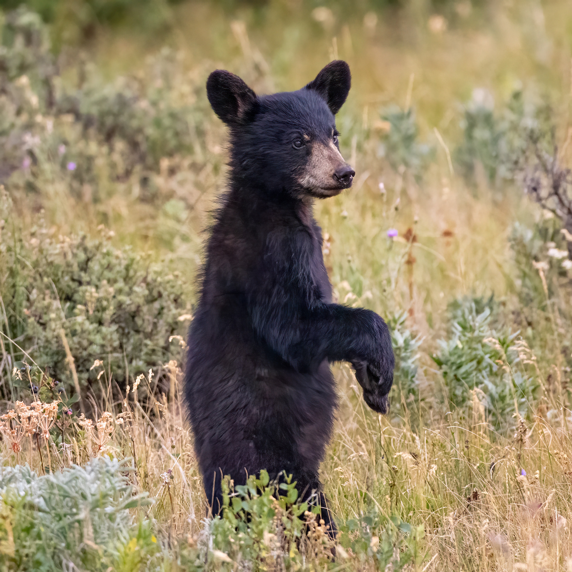 Black Bear, Glacier National Park