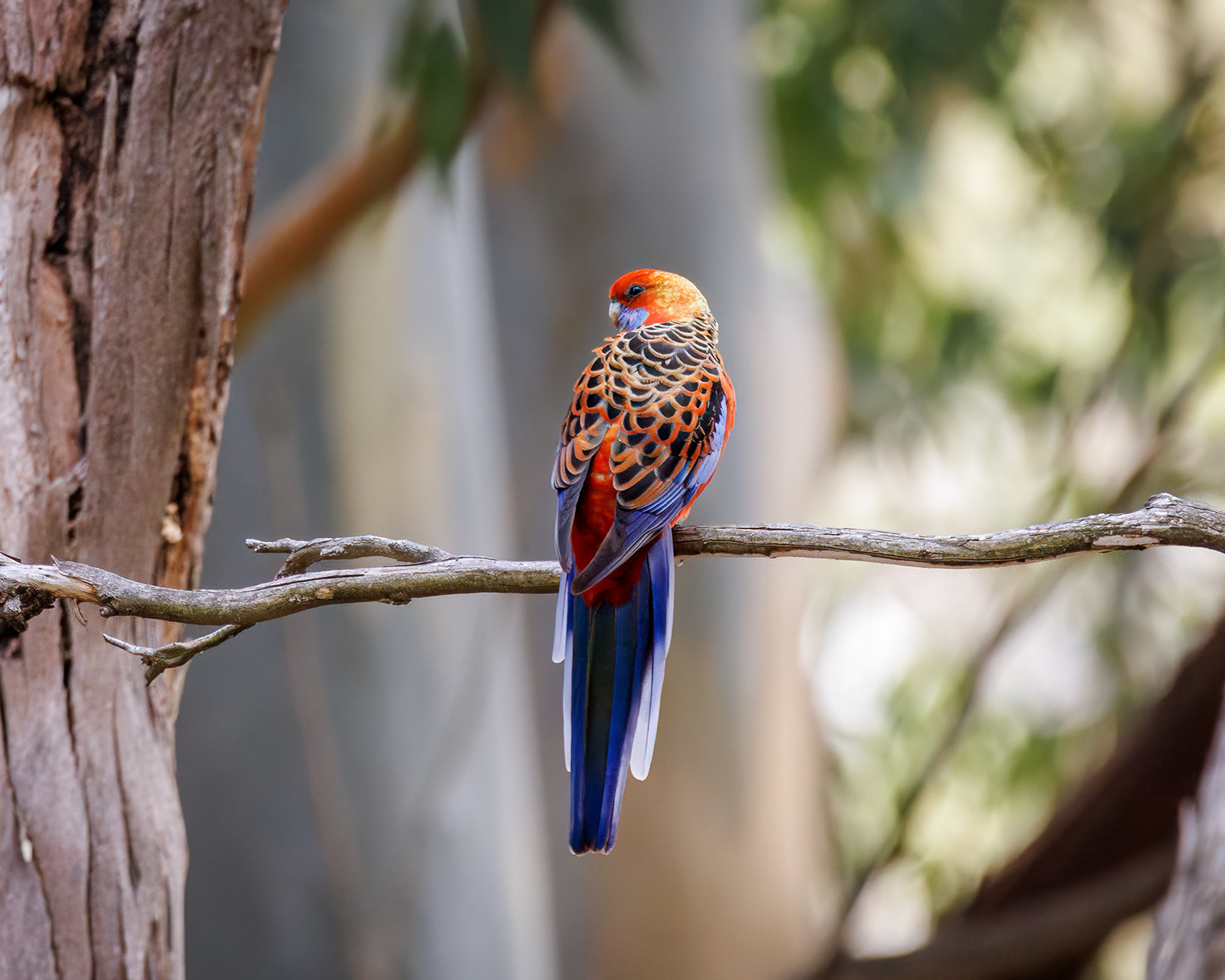 Crimson rosella, South Australia