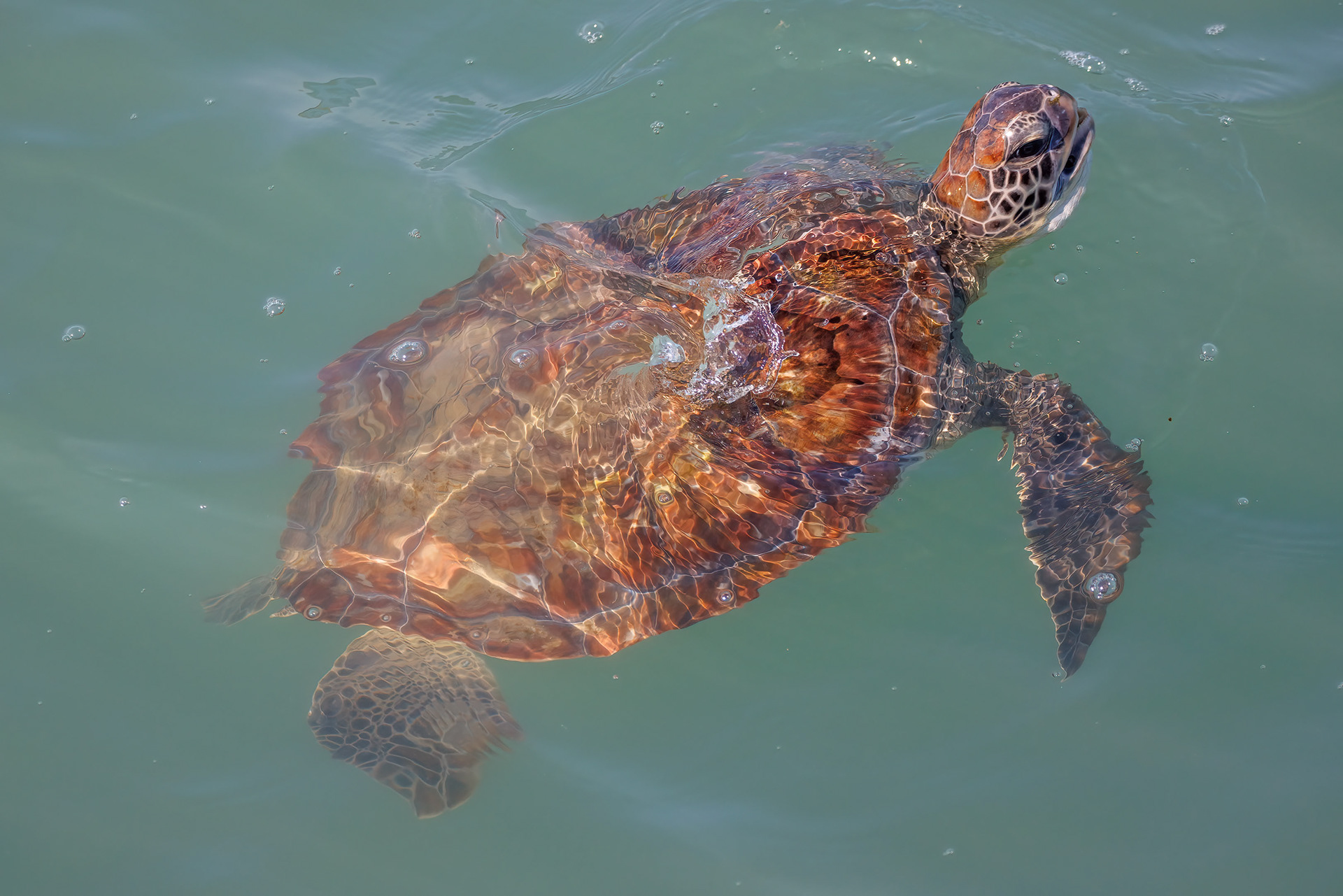Sea Turtle, Florida