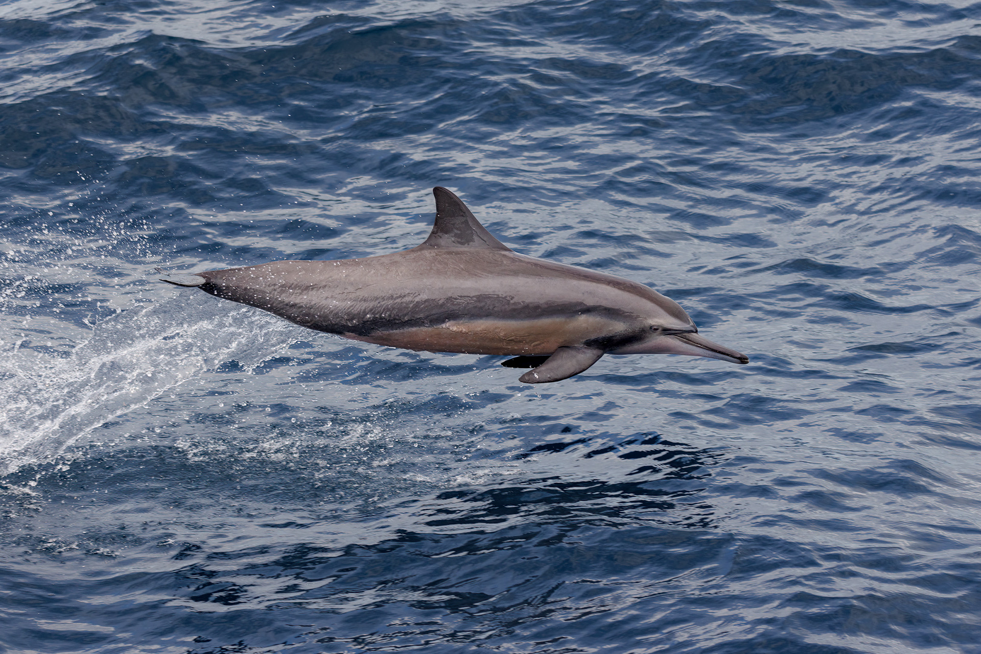 Bottlenose Dolphin, Great Barrier Reef, Australia