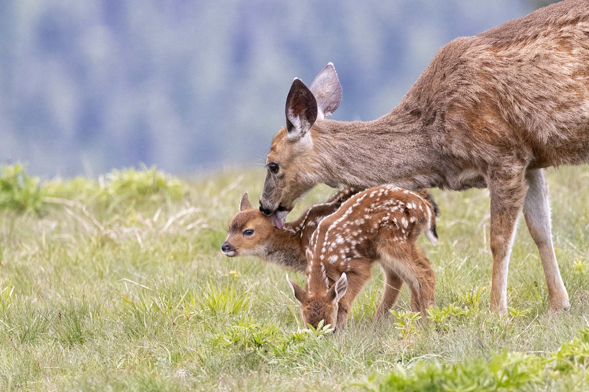 Blacktail Deer, Olympic National Park