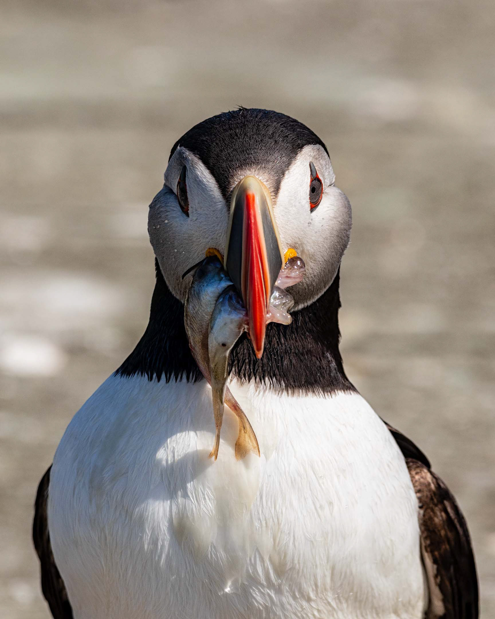 Atlantic Puffin, Machias Seal Island, ME