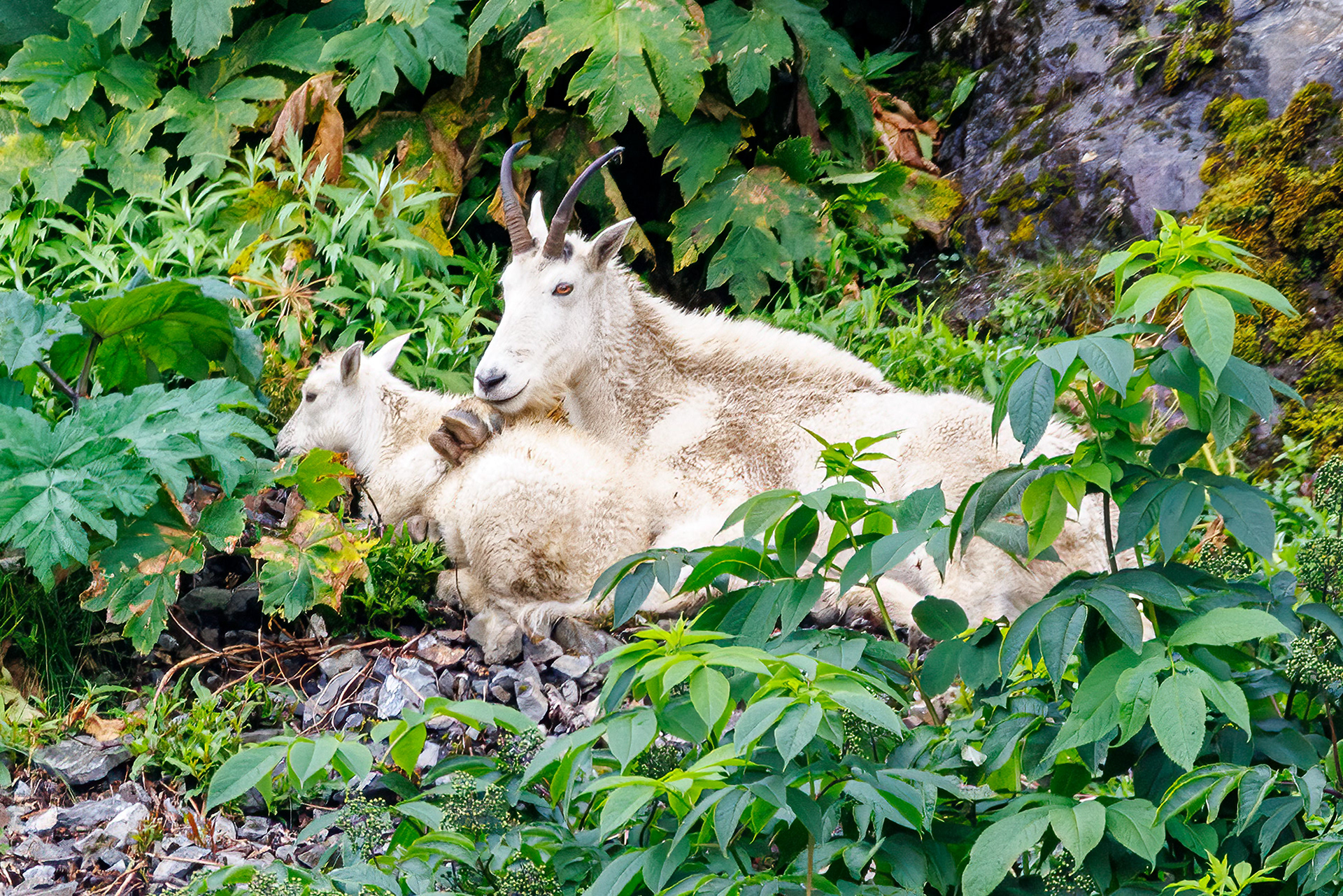 Mountain Goats, Kenai Fjords National Park