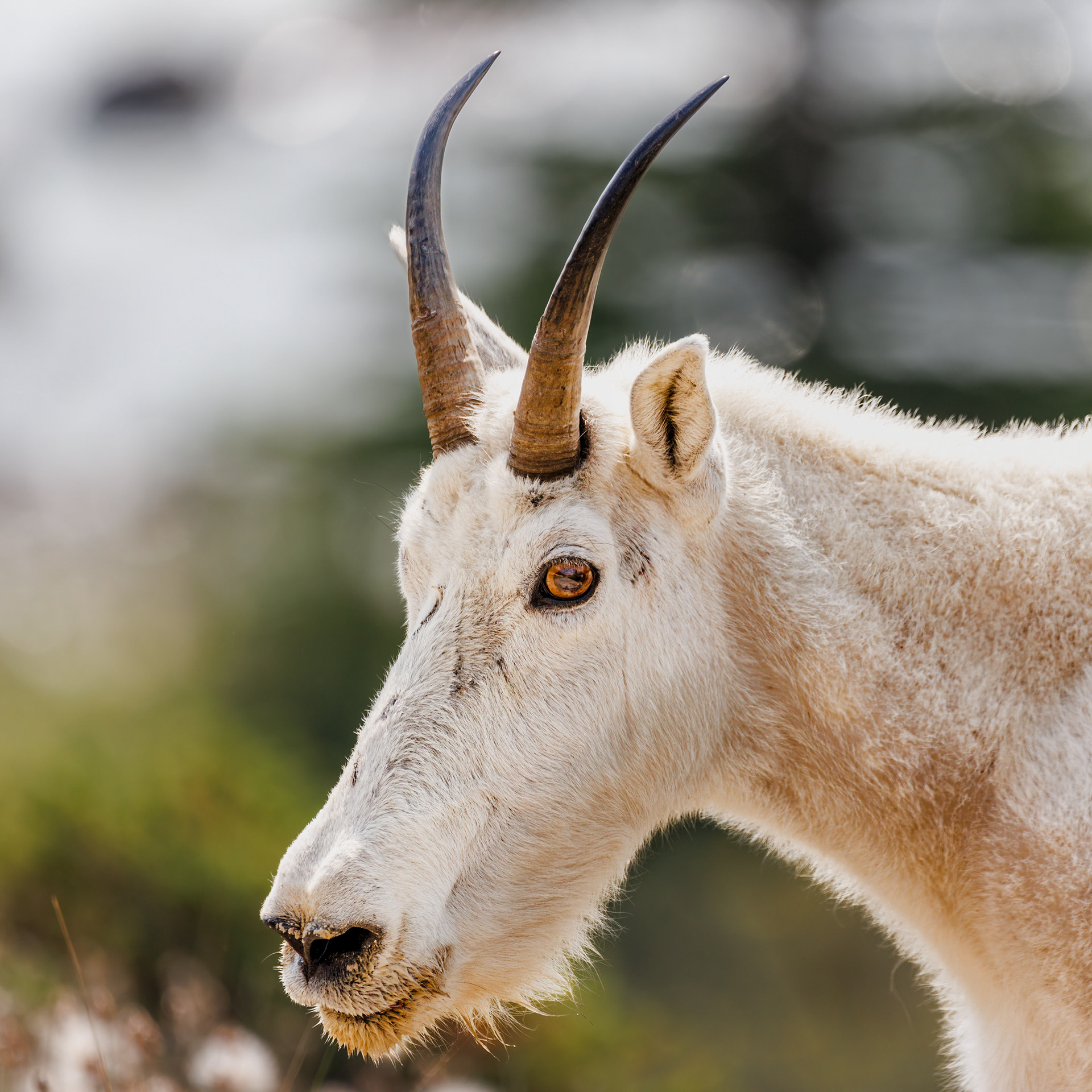 Mountain Goat, Jasper National Park