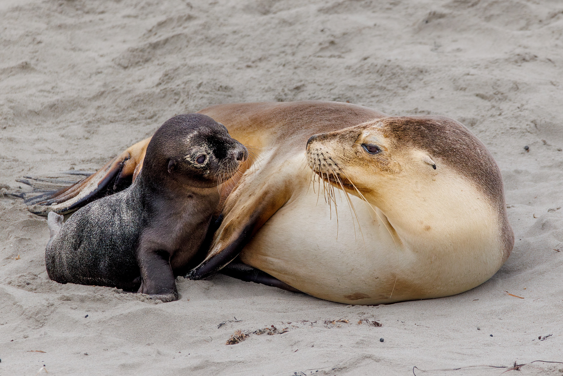 Australian Sea Lions, Kangaroo Island, Australia