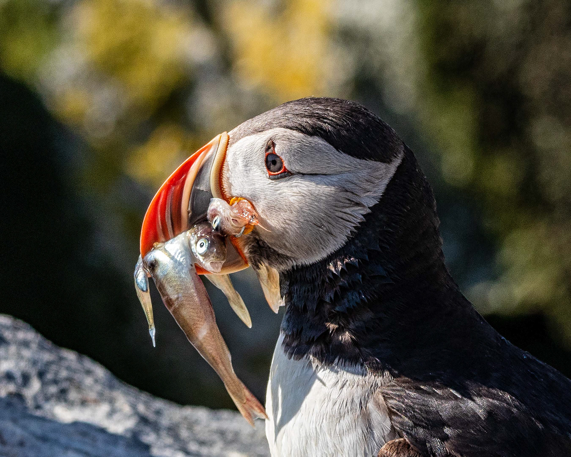 Atlantic Puffin, Machias Seal Island, ME