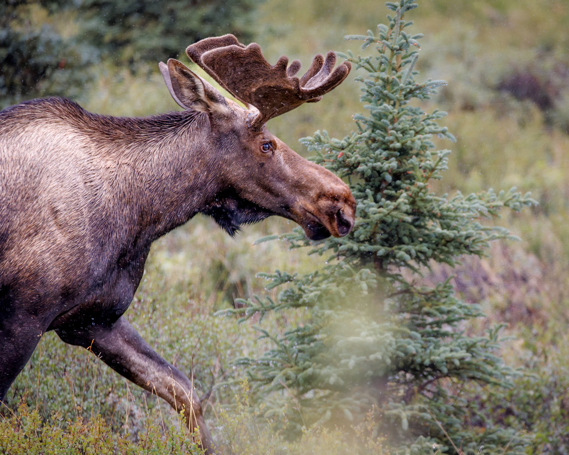 Alaska moose, Denali National Park