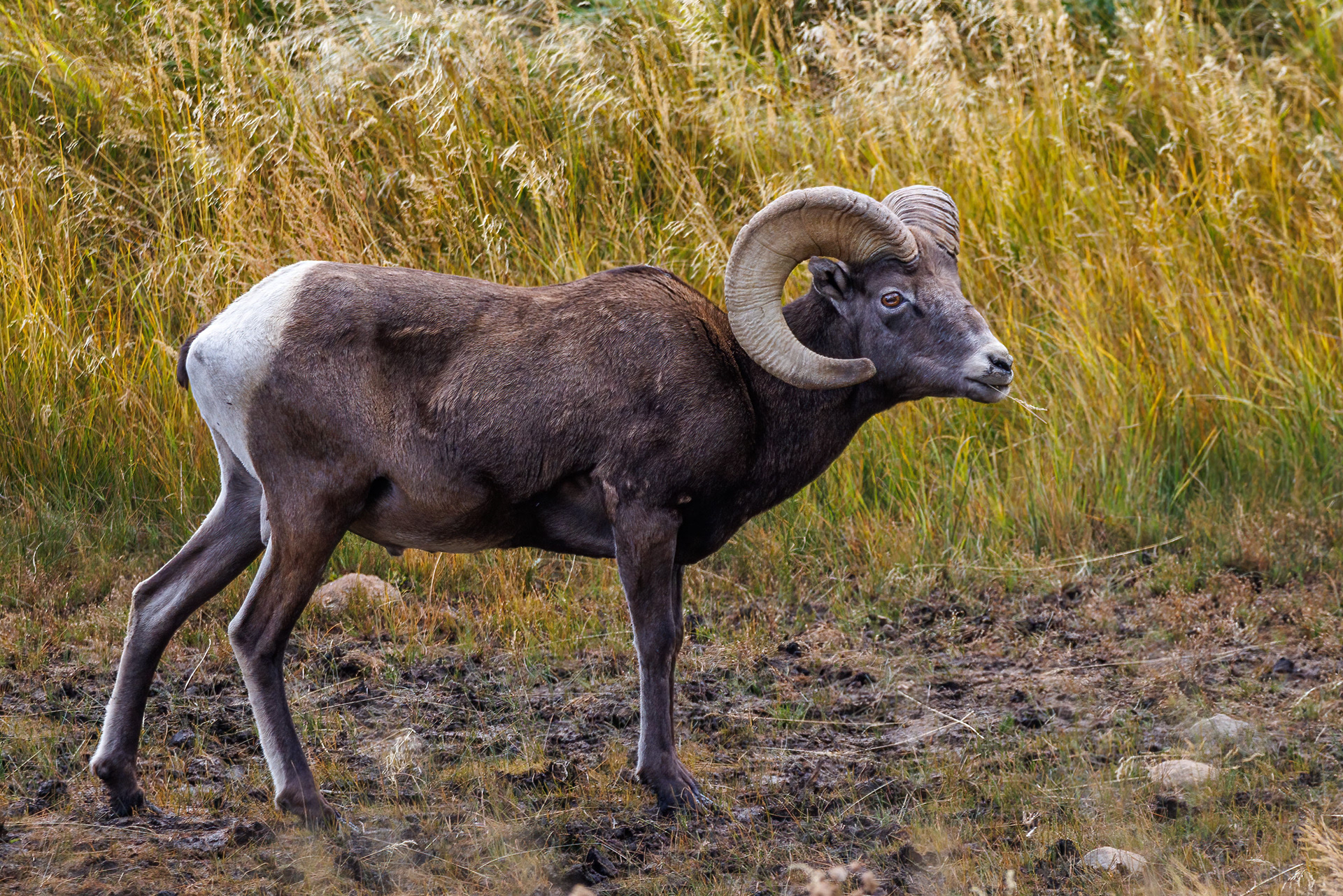 Bighorn Sheep, Rocky Mountain National Park