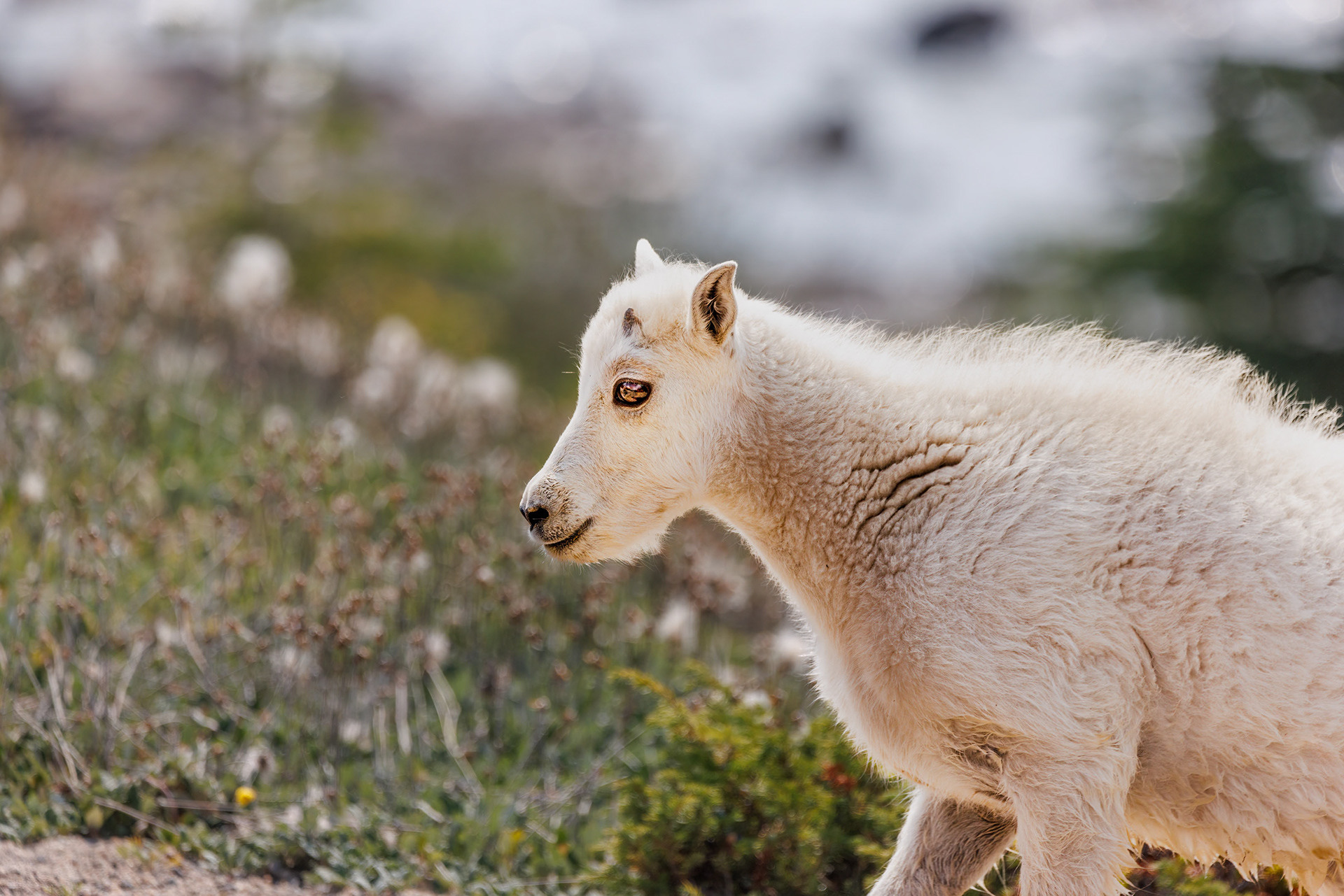 Mountain Goat, Jasper National Park