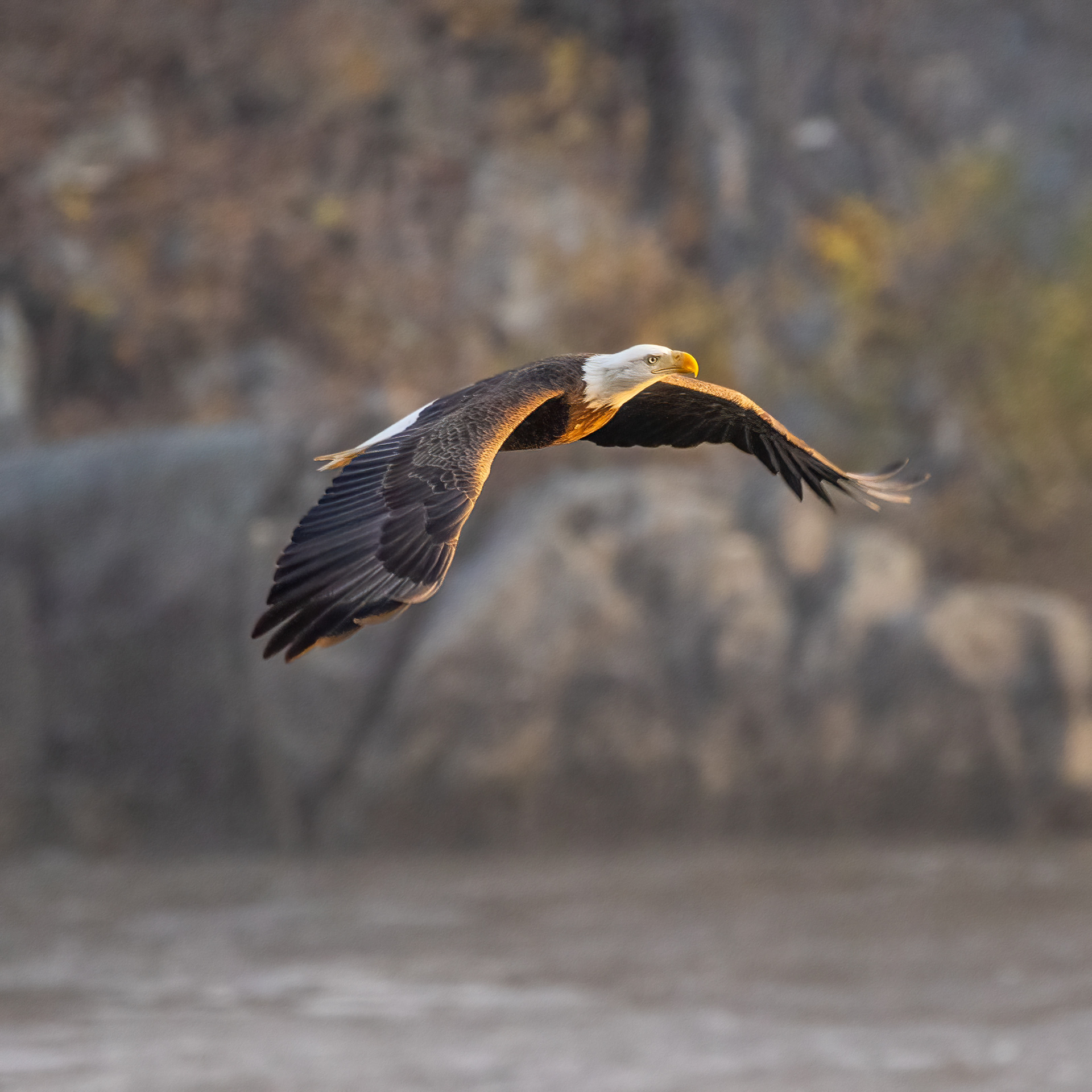 Bald Eagle, Conowingo Dam, MD