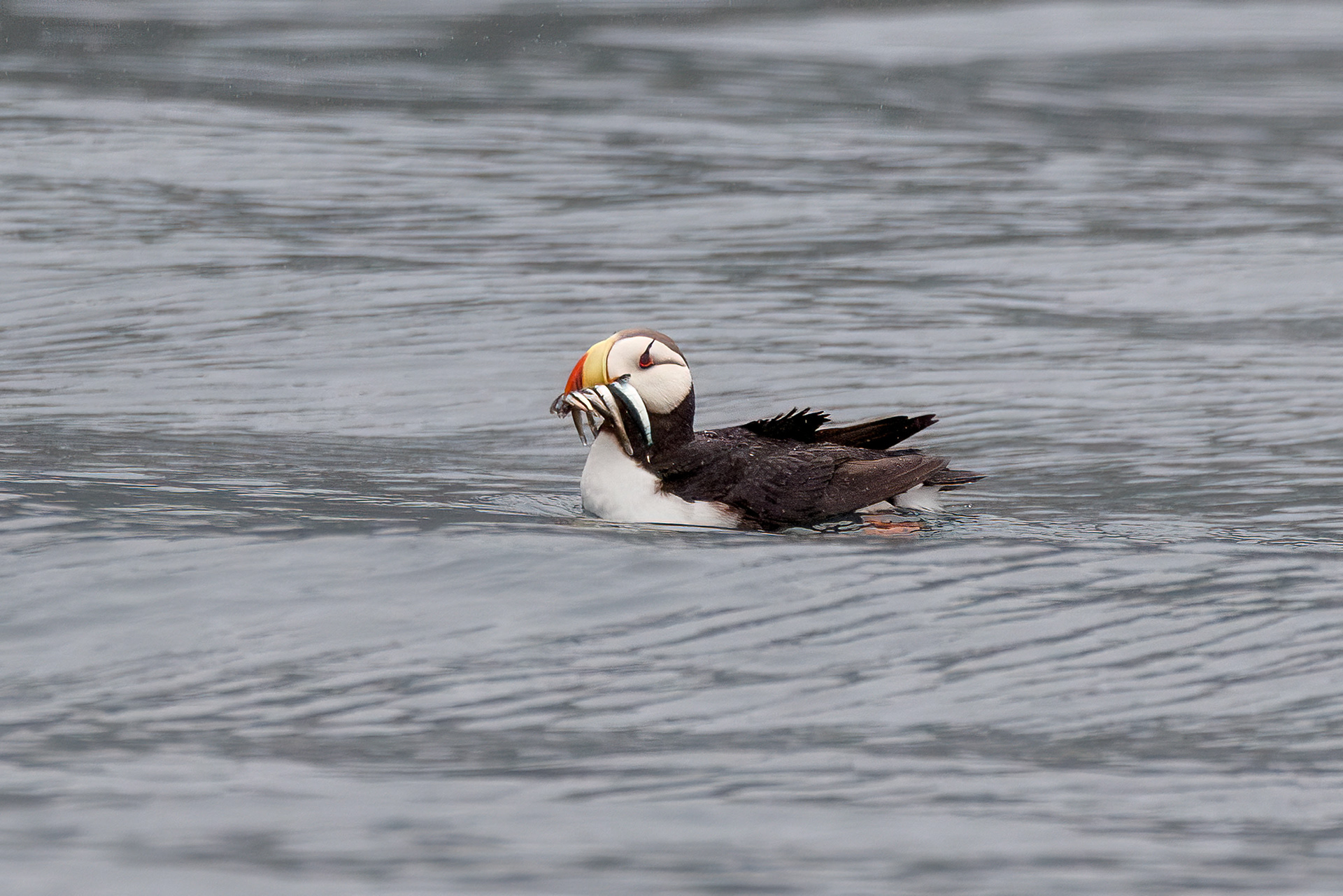 Horned Puffin, Kenai Fjords National Park