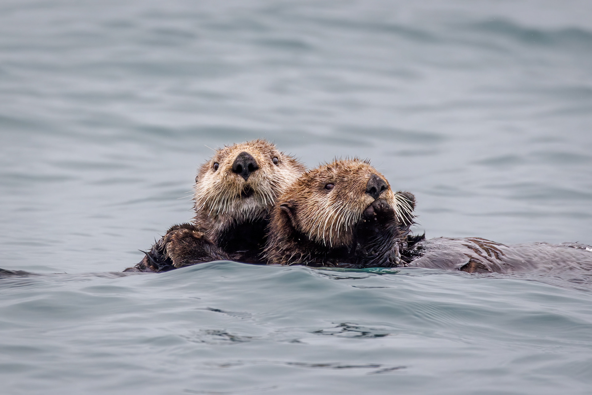 Sea Otter, Kenai Fjords National Park