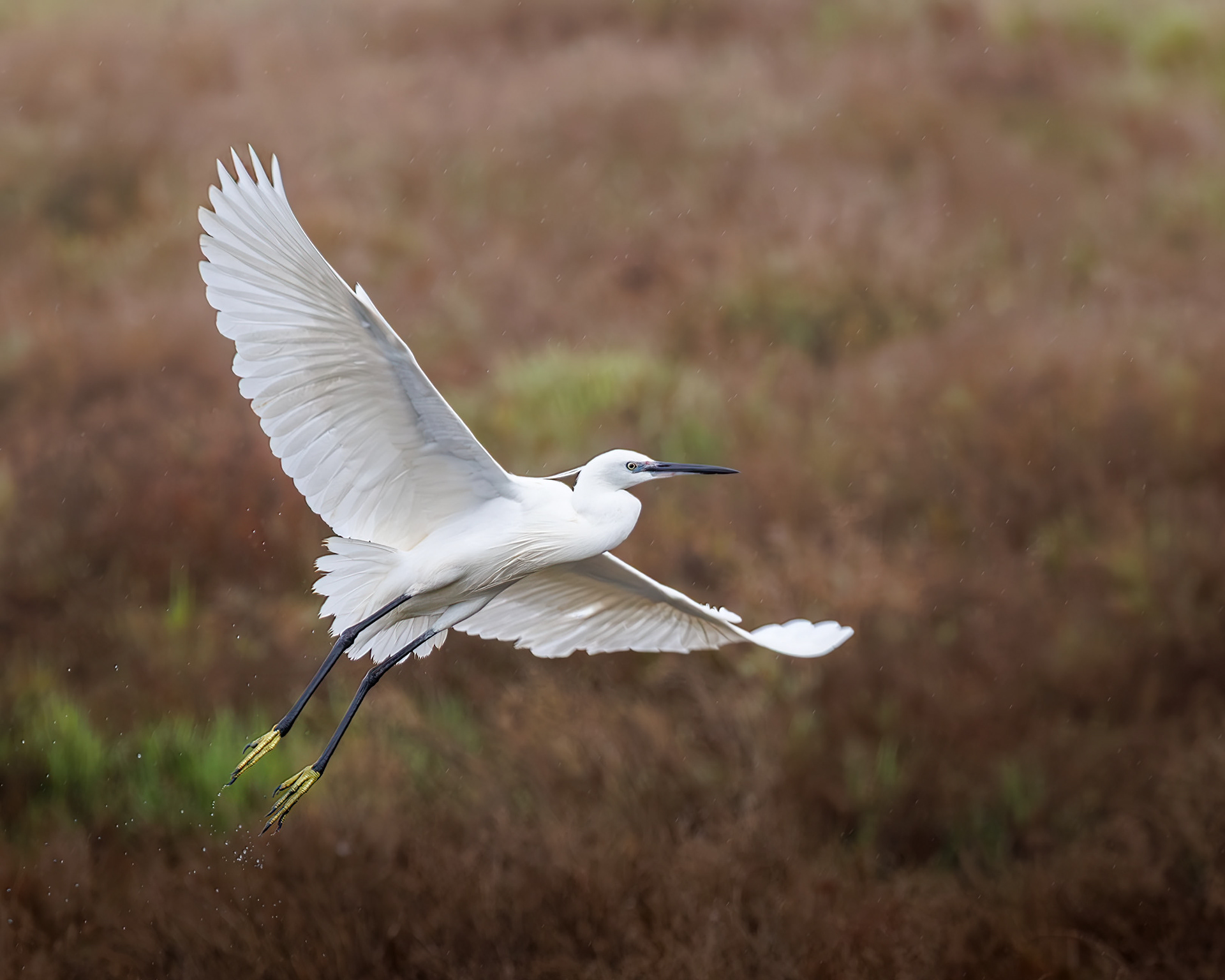 Little Egret, Camargue, France