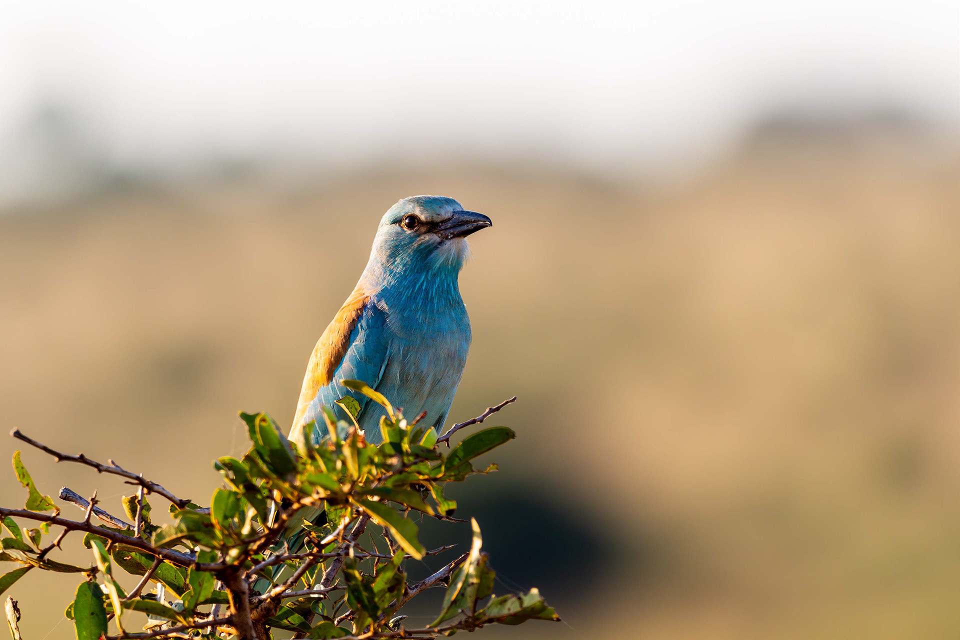 Lilac Breasted Roller, Kruger National Park