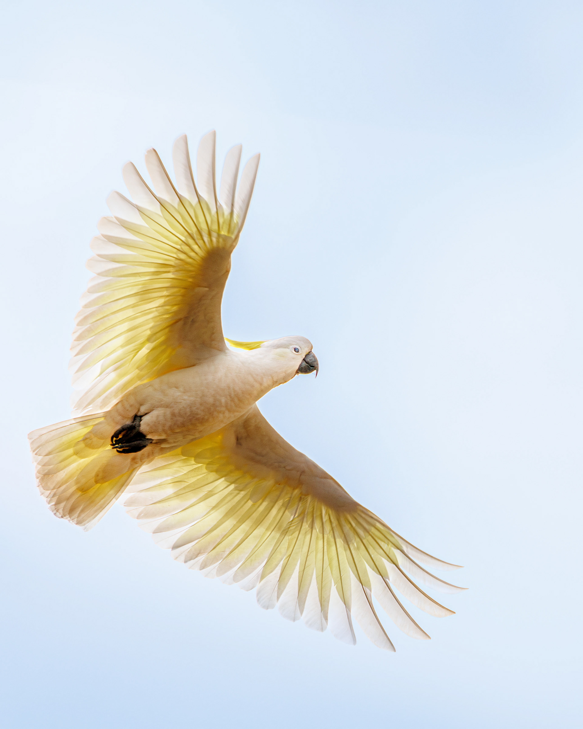  Sulphur-crested cockatoo, South Australia