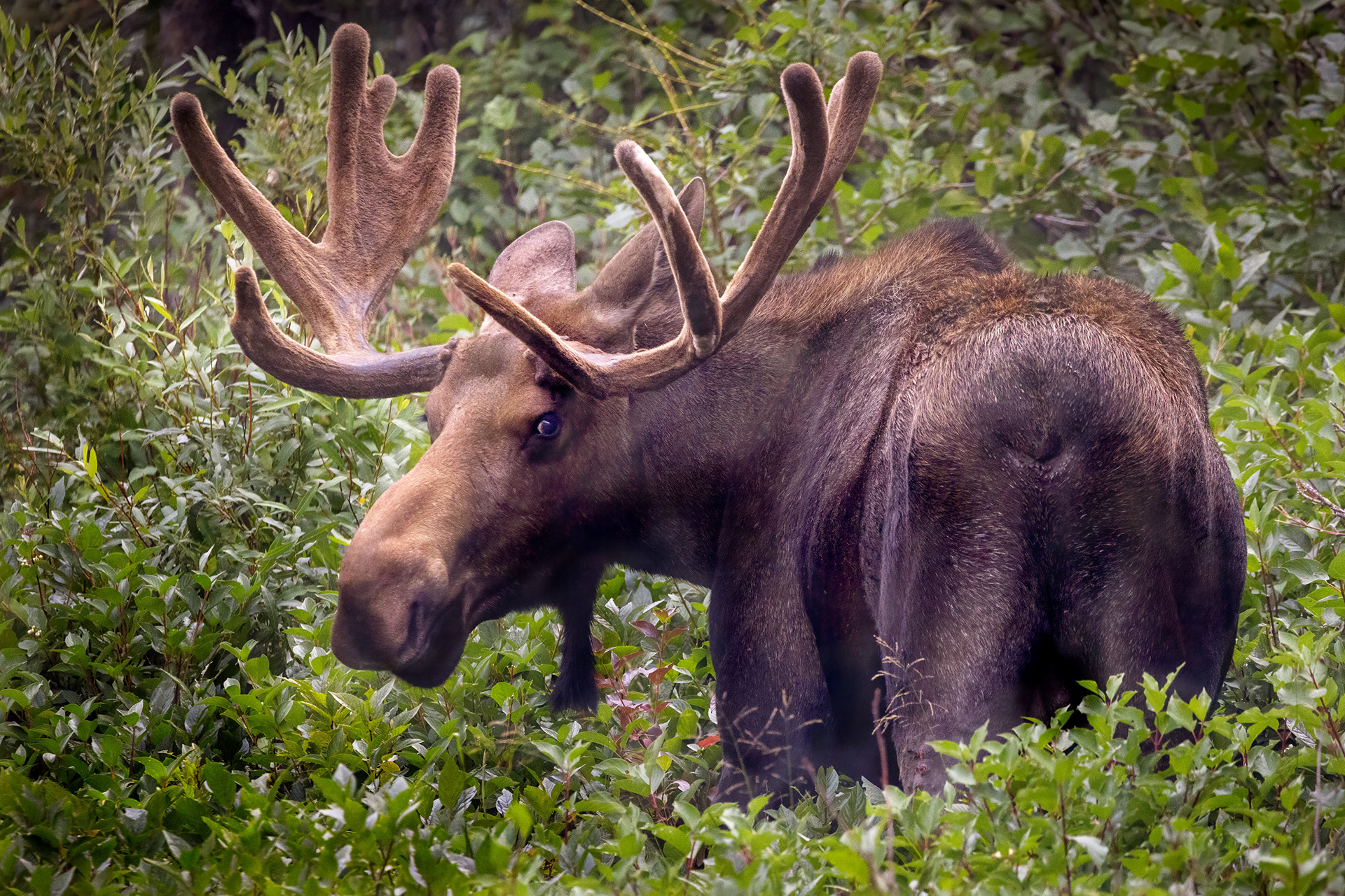 Moose, Glacier National Park