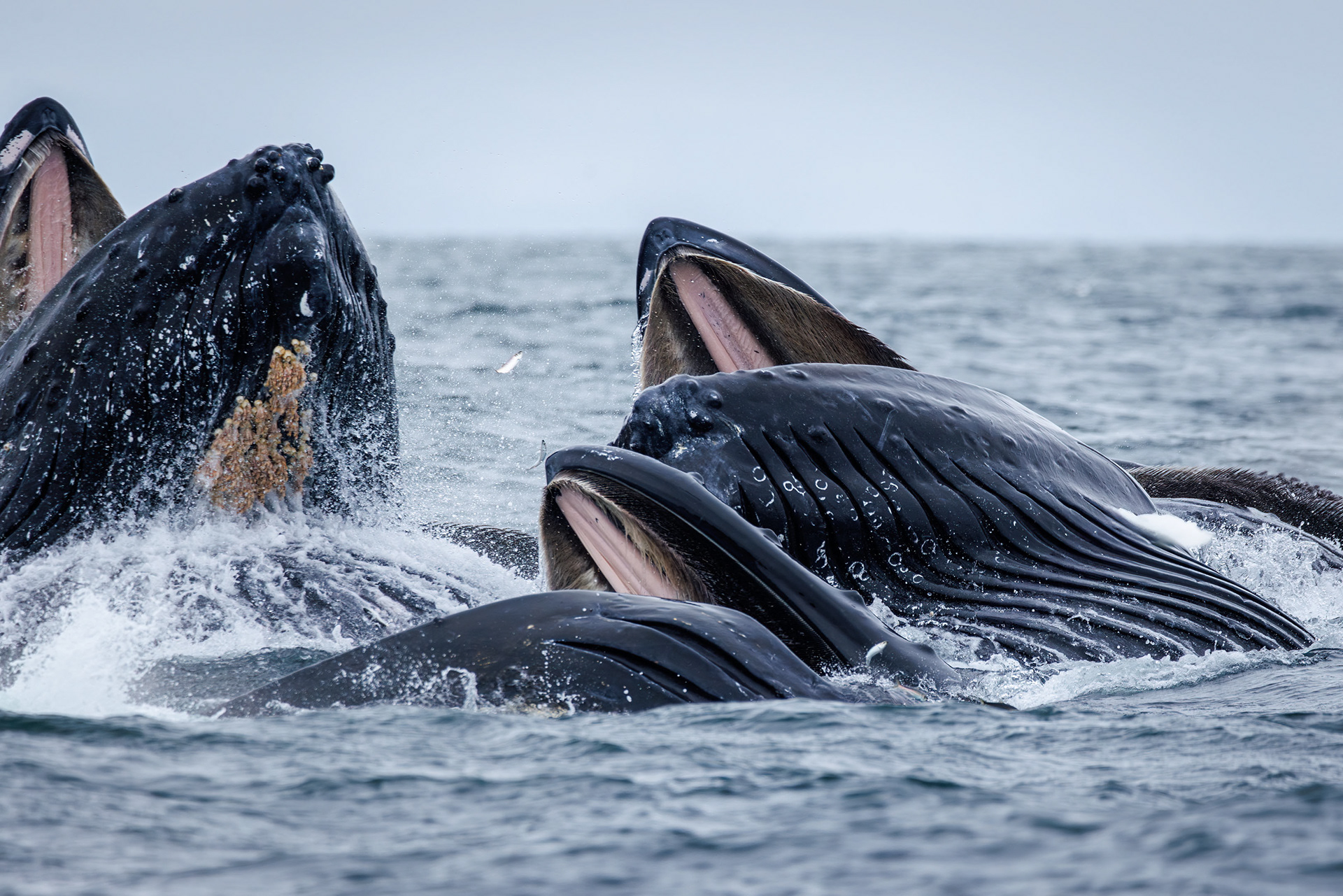 Humpback Whales, Kenai Fjords National Park