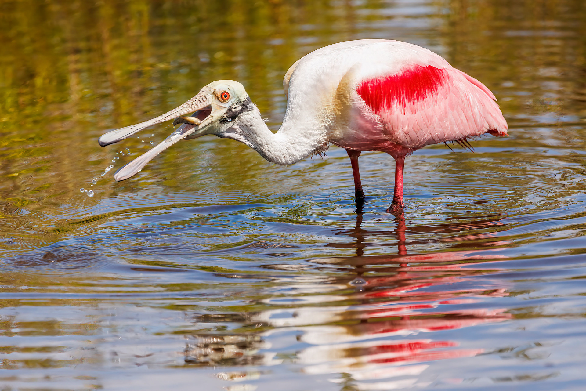 Roseate Spoonbill, Merrit Island NWR