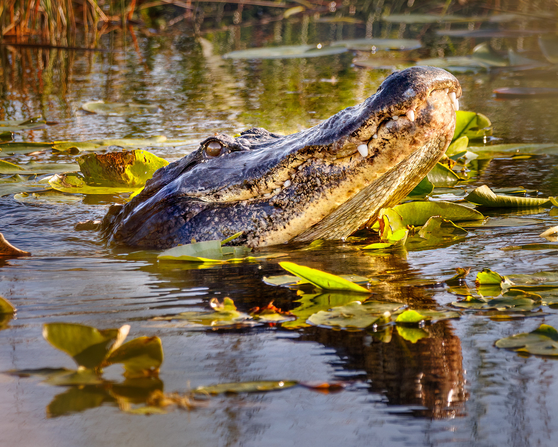 American Alligator, Everglades National Park