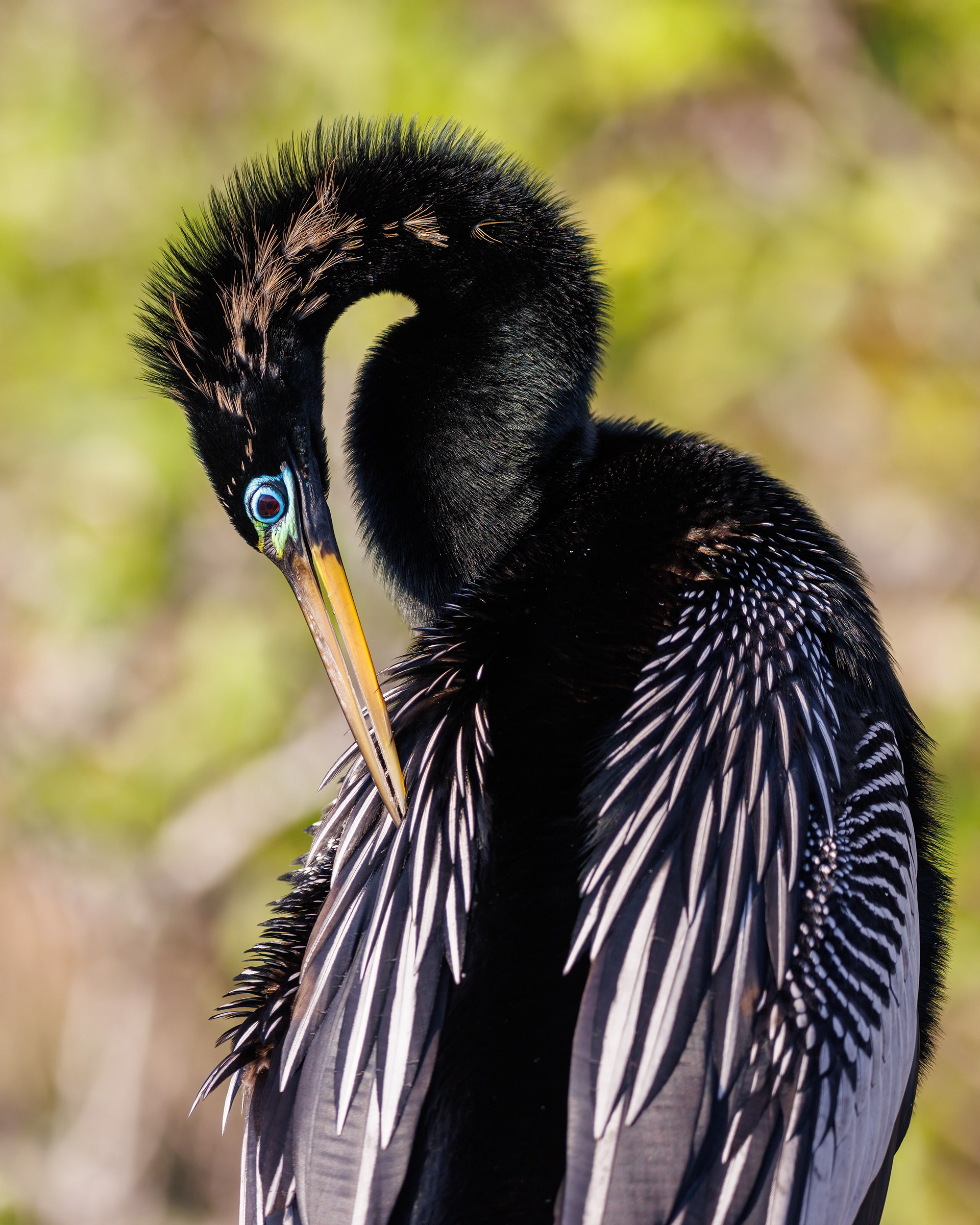 Anhinga, Everglades National Park