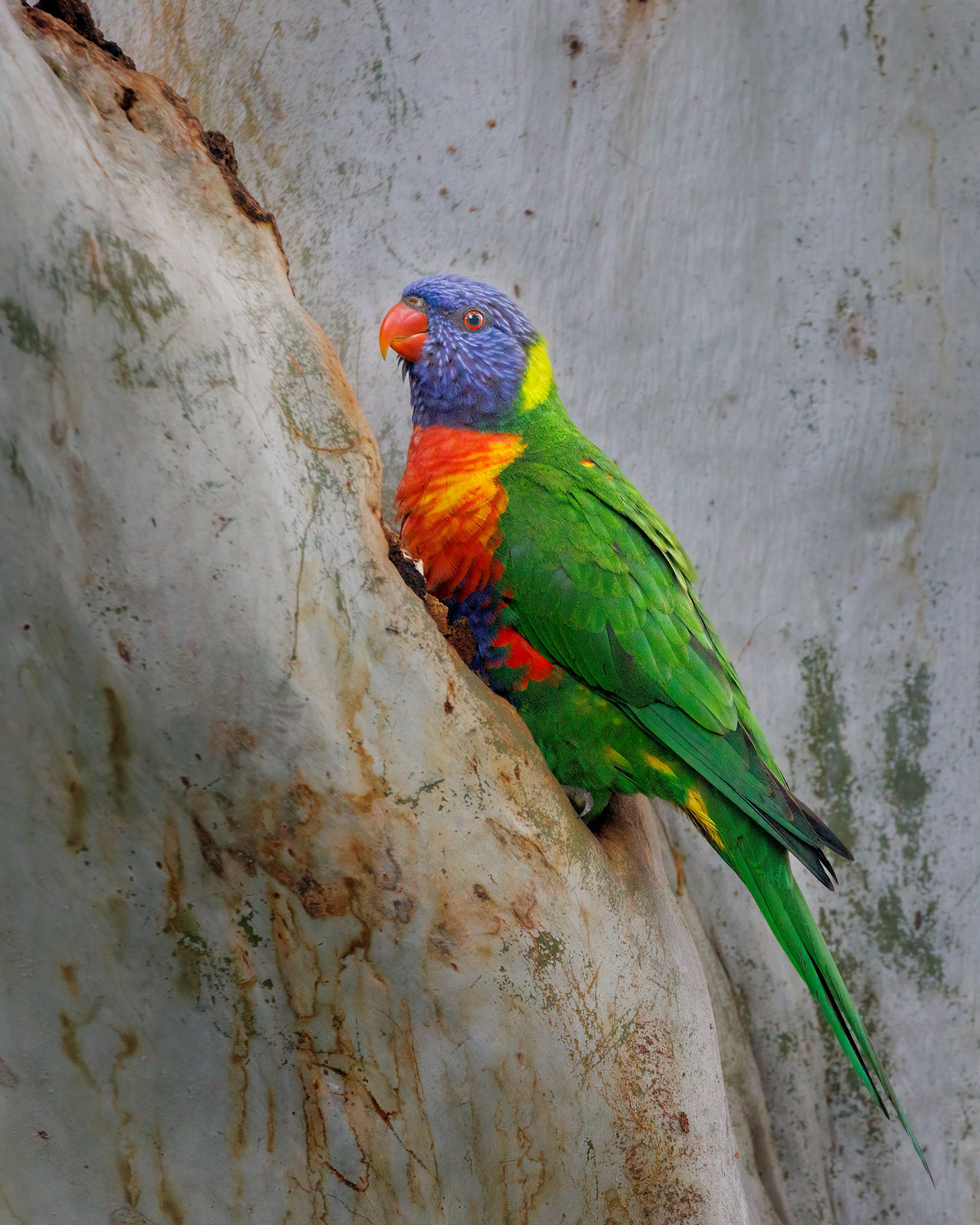 Rainbow Lorikeet, Brisbane, Australia