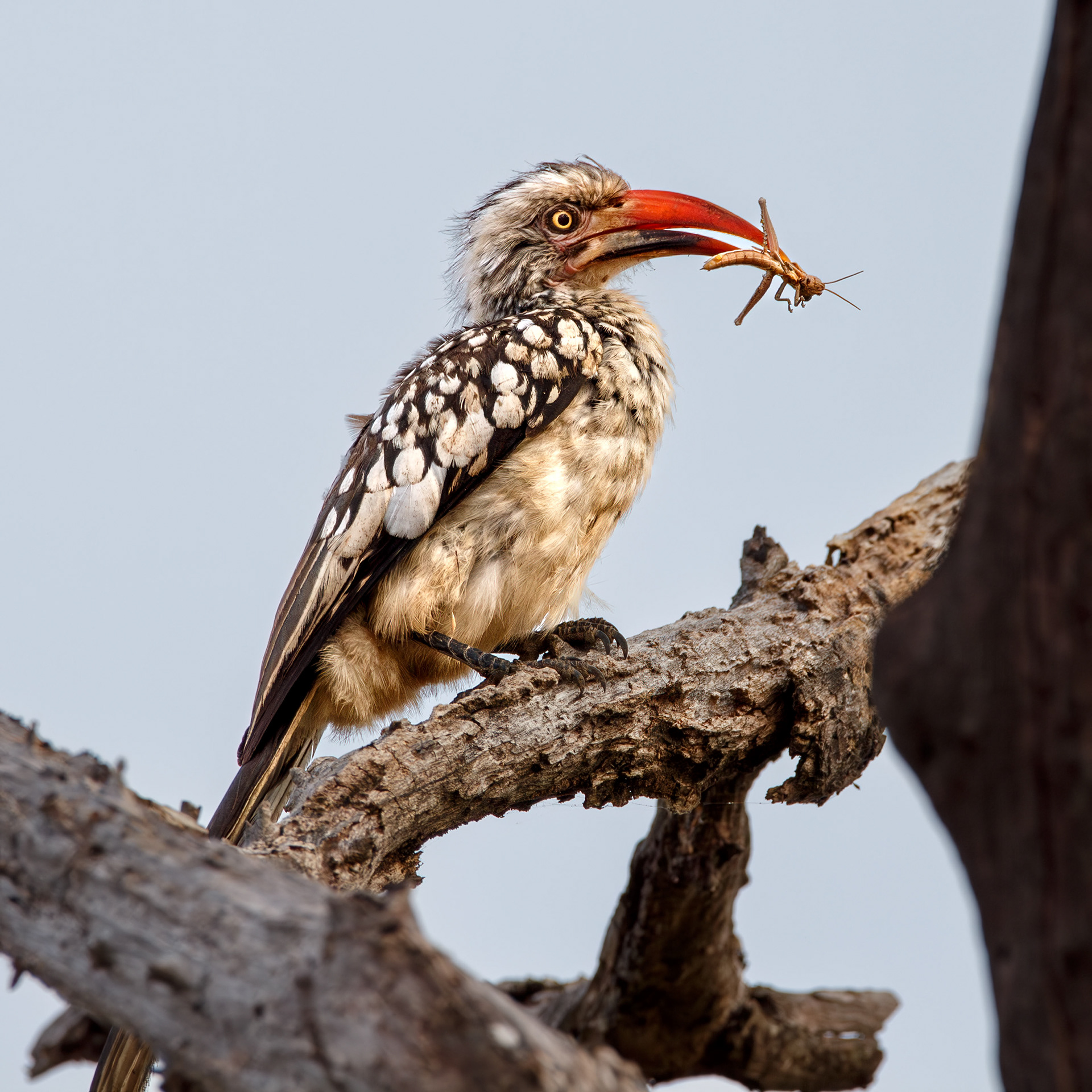Red-billed Hornbill, Kruger National Park