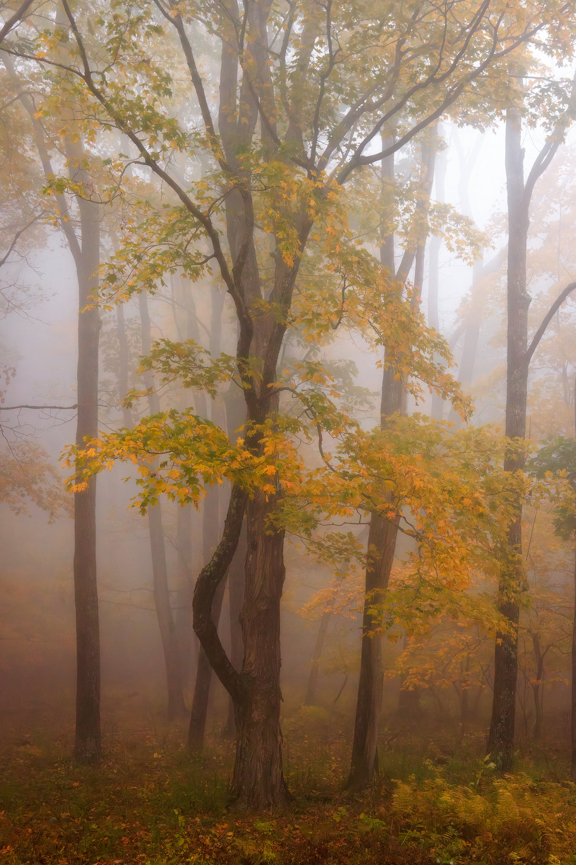 Trees near Naked Creek Overlook