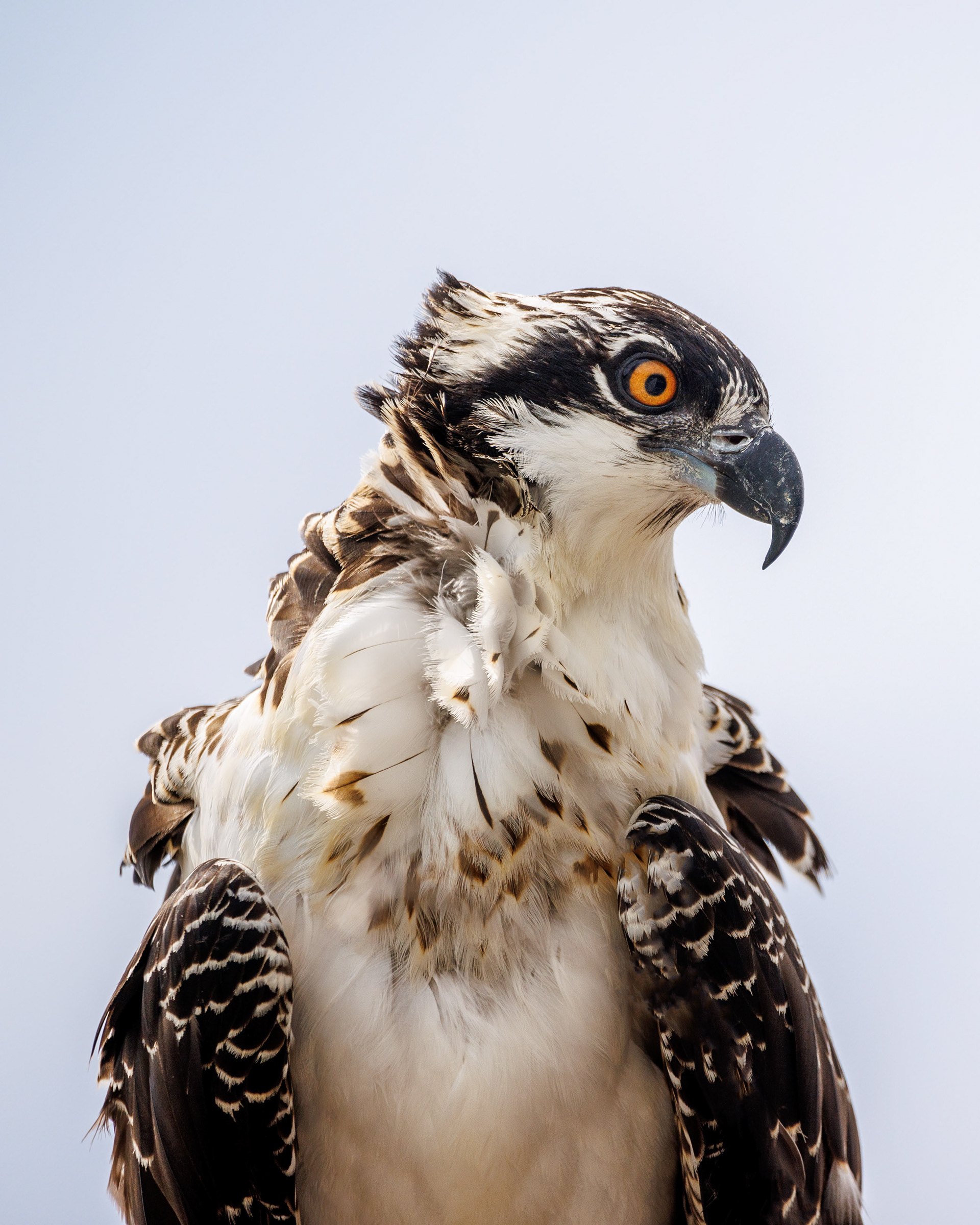 Osprey, Everglades National Park
