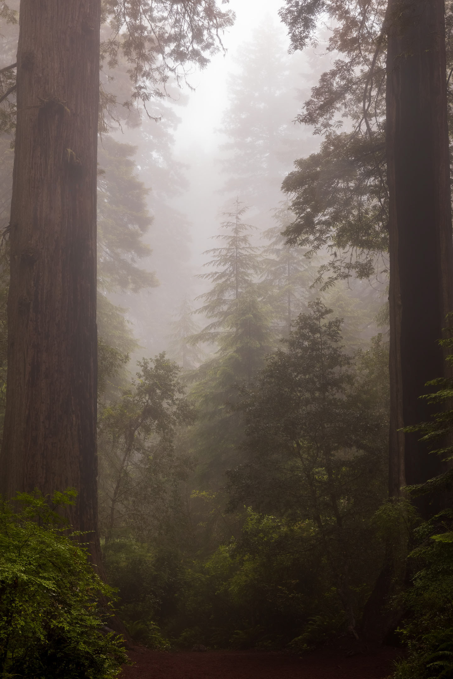 Redwoods National Park