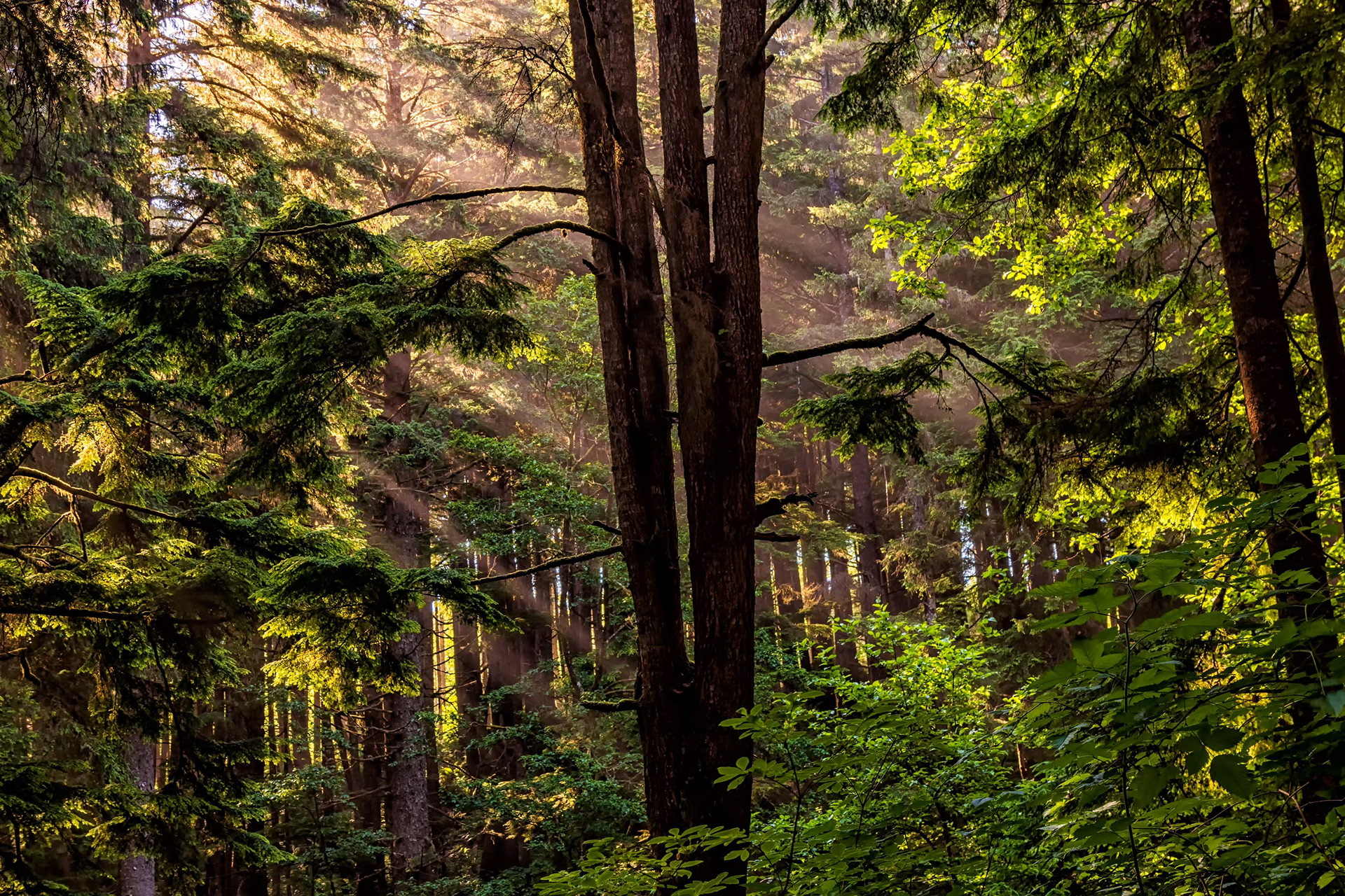 Olympic National Park